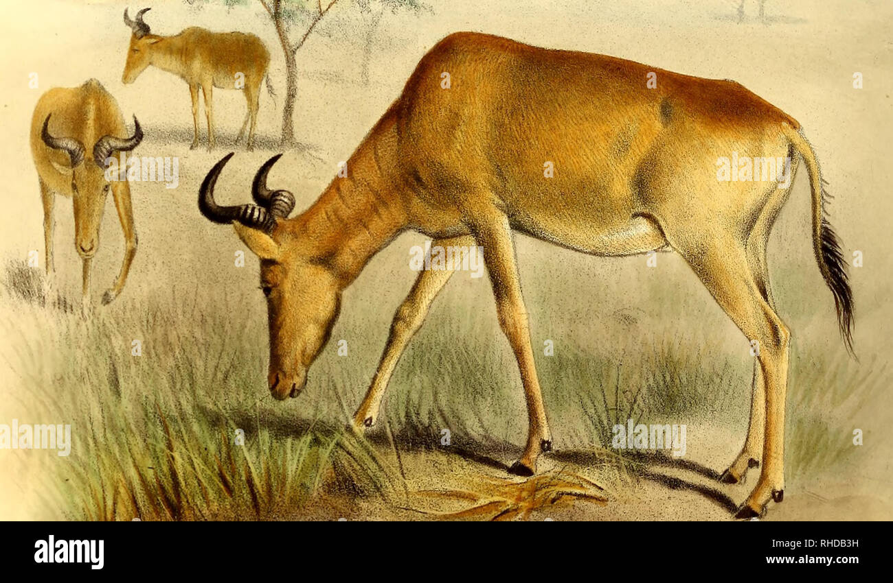 . The book of antelopes. Antelopes. '',:V THE BOOK OF ANTELOPES .PL . III.. Coke; L-Taj tebeest . J3UBALIS COKE1 ' &quot;/' Tub ked lyM.VorU. Please note that these images are extracted from scanned page images that may have been digitally enhanced for readability - coloration and appearance of these illustrations may not perfectly resemble the original work.. Sclater, Philip Lutley, 1829-1913; Thomas, Oldfield, 1858-1929; Wolf, Joseph, 1820-1899, ill; Williams, Alpheus F. , former owner. DSI; National Zoological Park (U. S. ), former owner. DSI; Russell E. Train Africana Collection (Smithsoni Stock Photo