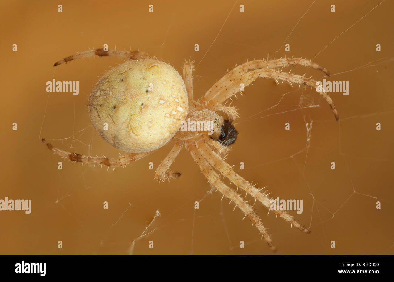 a close up picture of a spider Stock Photo - Alamy