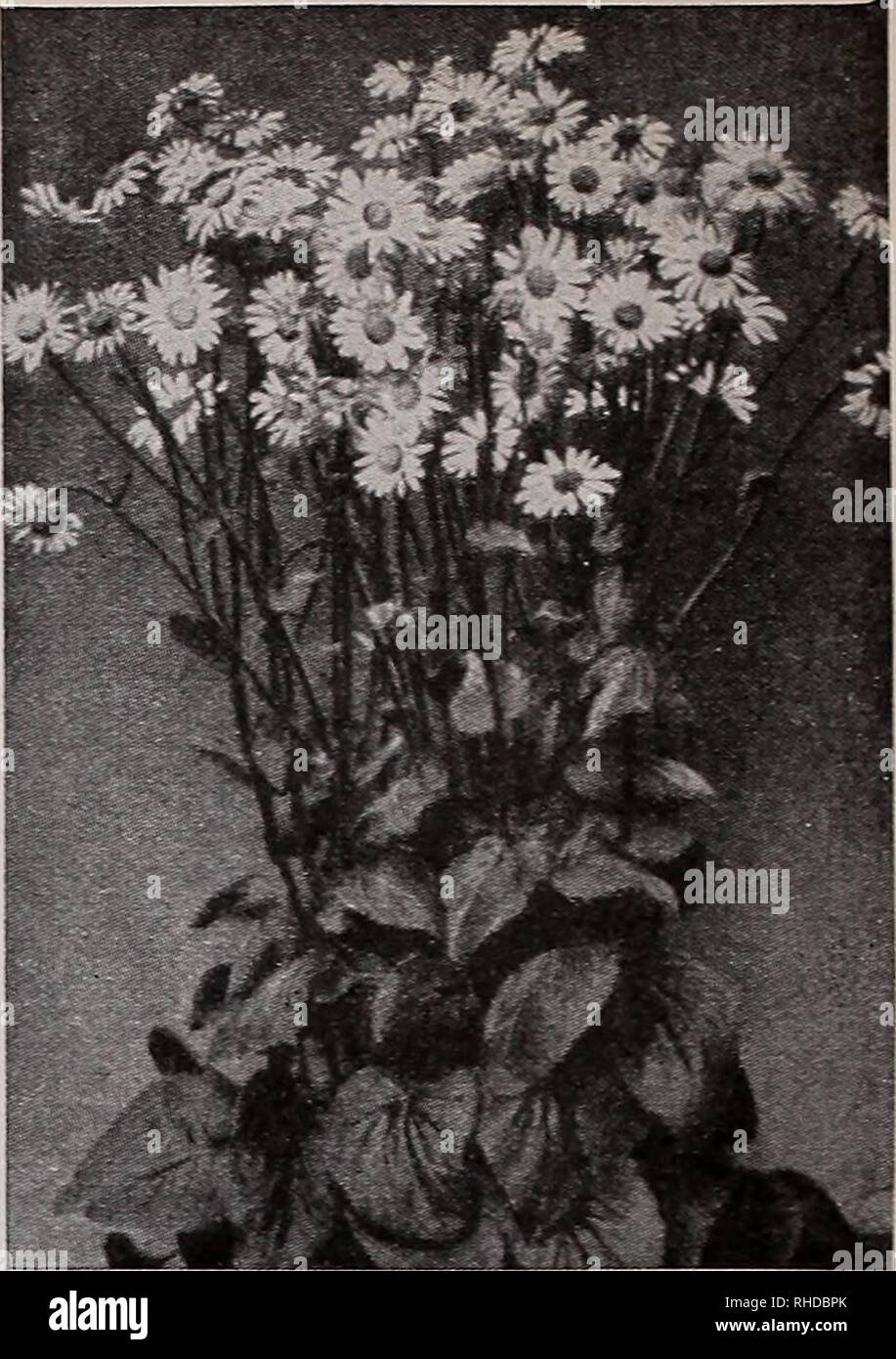 . Book for florists : spring 1939. Flowers Seeds Catalogs; Bulbs (Plants) Seedlings Catalogs; Vegetables Seeds Catalogs; Trees Seeds Catalogs; Horticulture Equipment and supplies Catalogs. DIANTHUS Neglectus Rose Cushion. DIAN THUS—Continued Neglectus X (Glacier Pink). Rose pink, 3 in 1000 seeds, §2.40; 100 seeds, 30c Rose Cushion. From a little cushion of grey-green foliage that is evergreen in character, hundreds of straight stems arise and in late May the flowers appear as if by magic. The color is pure pink, flowers about % in. across, plants about 3 to 4 in. tall. Vie oz., $1.00 $• New Bl Stock Photo