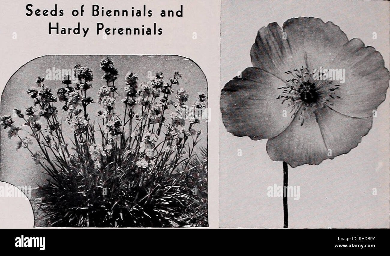 . Book for florists : spring 1938. Flowers Seeds Catalogs; Bulbs (Plants) Seedlings Catalogs; Vegetables Seeds Catalogs; Trees Seeds Catalogs; Horticulture Equipment and supplies Catalogs. Seeds of Biennials and Hardy Perennials. LUPINUS Polyphyllus LYCHNIS Forrestii Hybrids. POPPY Amurense Yellow Wonder. Nierembergia Hippomanica. Forms a cushion of ele- Trade pkt. Oz gant light green foliage from which emerge corymbs of salver shaped flowers of a delicate lavender blue, one inch across, adorned with a clear yellow eye. $0.50 ... 34 oz., 75c Oenothera Fraseri. Deep yellow. 24 in. Lamarkiana, y Stock Photo