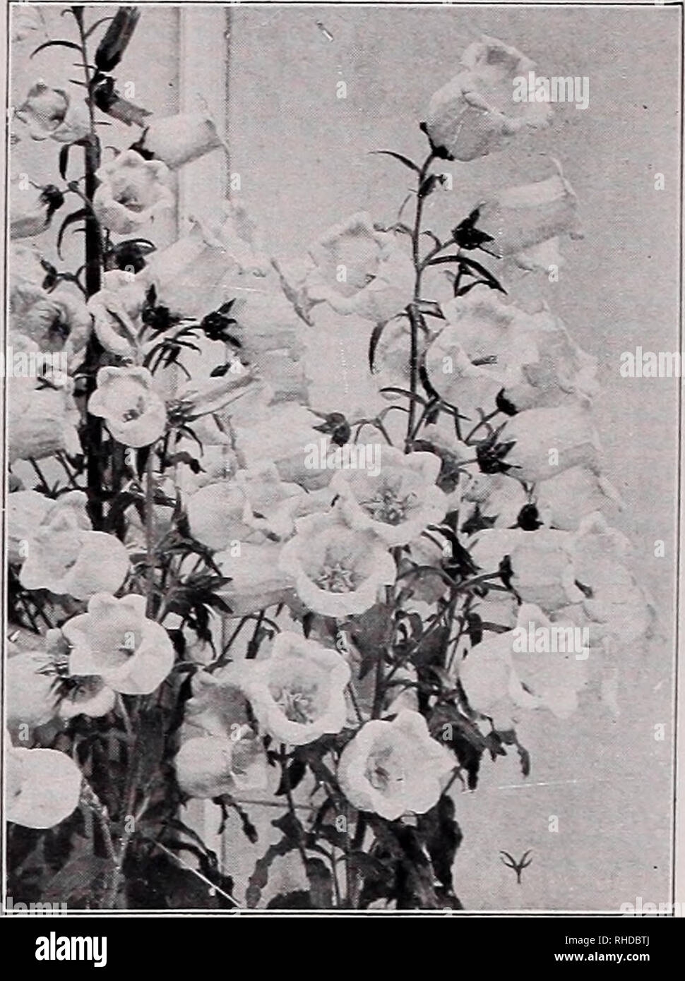 . Book for florists : spring 1938. Flowers Seeds Catalogs; Bulbs (Plants) Seedlings Catalogs; Vegetables Seeds Catalogs; Trees Seeds Catalogs; Horticulture Equipment and supplies Catalogs. BELLIS Perennis Fl. PI. Superbissima Giant. Seeds of Biennials and Hardy Perennials AUBRIETIA—Continued Trade pkt.Oz. Rosea Grandiflora. X Pink, 6 in }4 oz., 40c$0.25 .... Whitewell Gem. X Purple, 6 in y% oz., 50c .25 Auricula. See Primula. Baby's Breath. See Gypsophila Paniculata. Baptisia Australis (False Indigo). Beautiful racemes of pea-shaped indigo-blue flowers. 2-4 ft., lb., $4.00 .10 $0.30 Bellis Per Stock Photo
