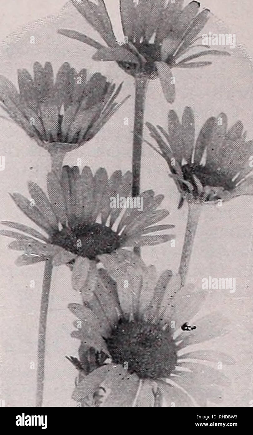 . Book for florists : spring 1938. Flowers Seeds Catalogs; Bulbs (Plants) Seedlings Catalogs; Vegetables Seeds Catalogs; Trees Seeds Catalogs; Horticulture Equipment and supplies Catalogs. ACHILLEA The Pearl. Tr. pkt., 25c; &gt;/4 oz., 50c; 1 oz., $1.80. ANCHUSA Myosotidiflora . Tr. pkt., 50c; M oz., $1.40; 1 oz., $5.00. One of the most attractive of spring bloom- ing perennials. A real gem for the border. V. ANTHEM IS Tinctoria. Tr. pkt., 15c; oz., 50c. Seeds of Biennials and Hardy Perennials Perennials fill a large and interesting place in the operations of an up-to-date florist establishmen Stock Photo