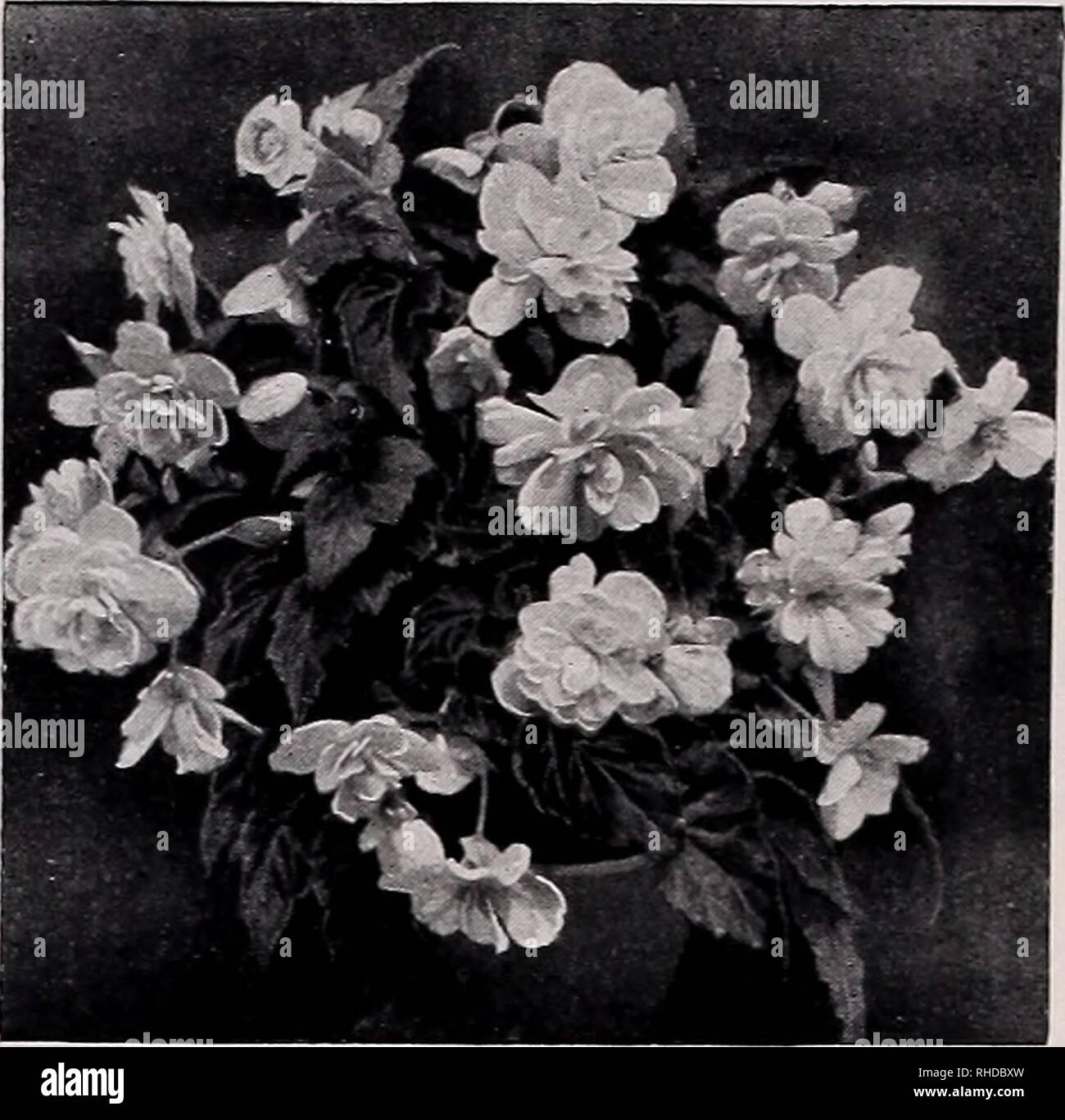 . Book for florists : spring 1938. Flowers Seeds Catalogs; Bulbs (Plants) Seedlings Catalogs; Vegetables Seeds Catalogs; Trees Seeds Catalogs; Horticulture Equipment and supplies Catalogs. Flower Seed Novelties and Specialties. BEGONIA SEMPERFLORENS HETEROSIS ESSEN 1938 BEGONIA MULTIFLORA FL. PL. MRS. HELEN HARMS CAMPANULA COLLINA See Page 5 ASTER Wilt Resistant Giant Comet Illusion. A soft pastel shade of apricot pink, especially fine for cutting and most effective when used in combination with some blue flower, such as Cyno- glossum (Chinese Forget-Me-Not). Plants are two feet tall, up- righ Stock Photo