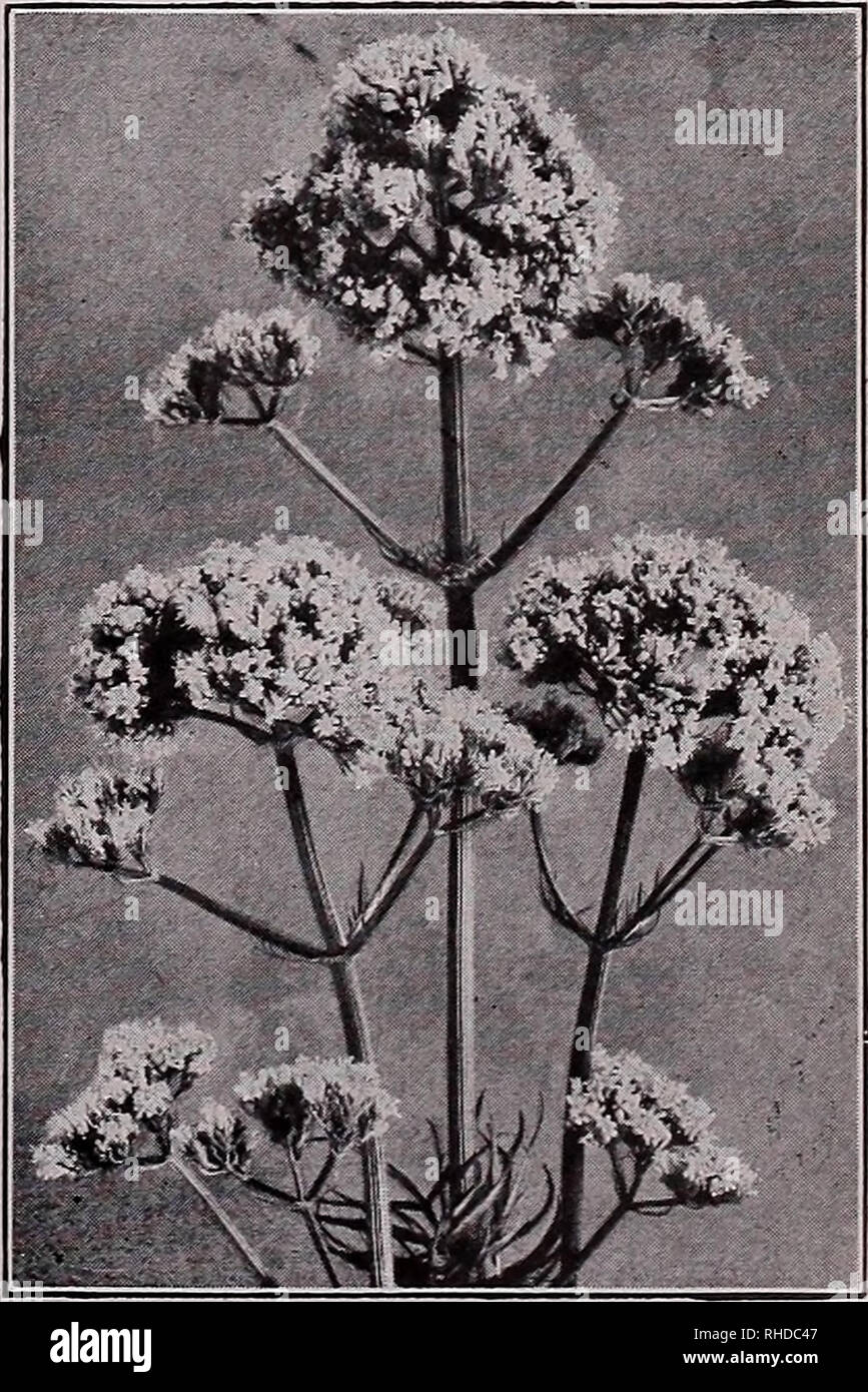 . Book for florists : spring 1935. Flowers Seeds Catalogs; Bulbs (Plants) Seedlings Catalogs; Vegetables Seeds Catalogs; Trees Seeds Catalogs; Horticulture Equipment and supplies Catalogs. SEDUMâContinued Trade pkt. Anglicum. Foliage blue- green, flowers white with peach - blossom. June- July, 4in..K60z., $1.20 $0.50 Hybridum. Yellow. 6 in.. .50 Middendorfianum. Creep- ing. Buds orange, flowers dark golden-yellow. July. 6 in â . 50 Reflexum. Blue-green foli- age, flowers yellow. Creeping. 10 in 50 Spurium. Pink flowers. Oz. TROLLIUS (Globe Flower) ) in 34 oz., $1.00 Coccineum. Brilliant deep r Stock Photo