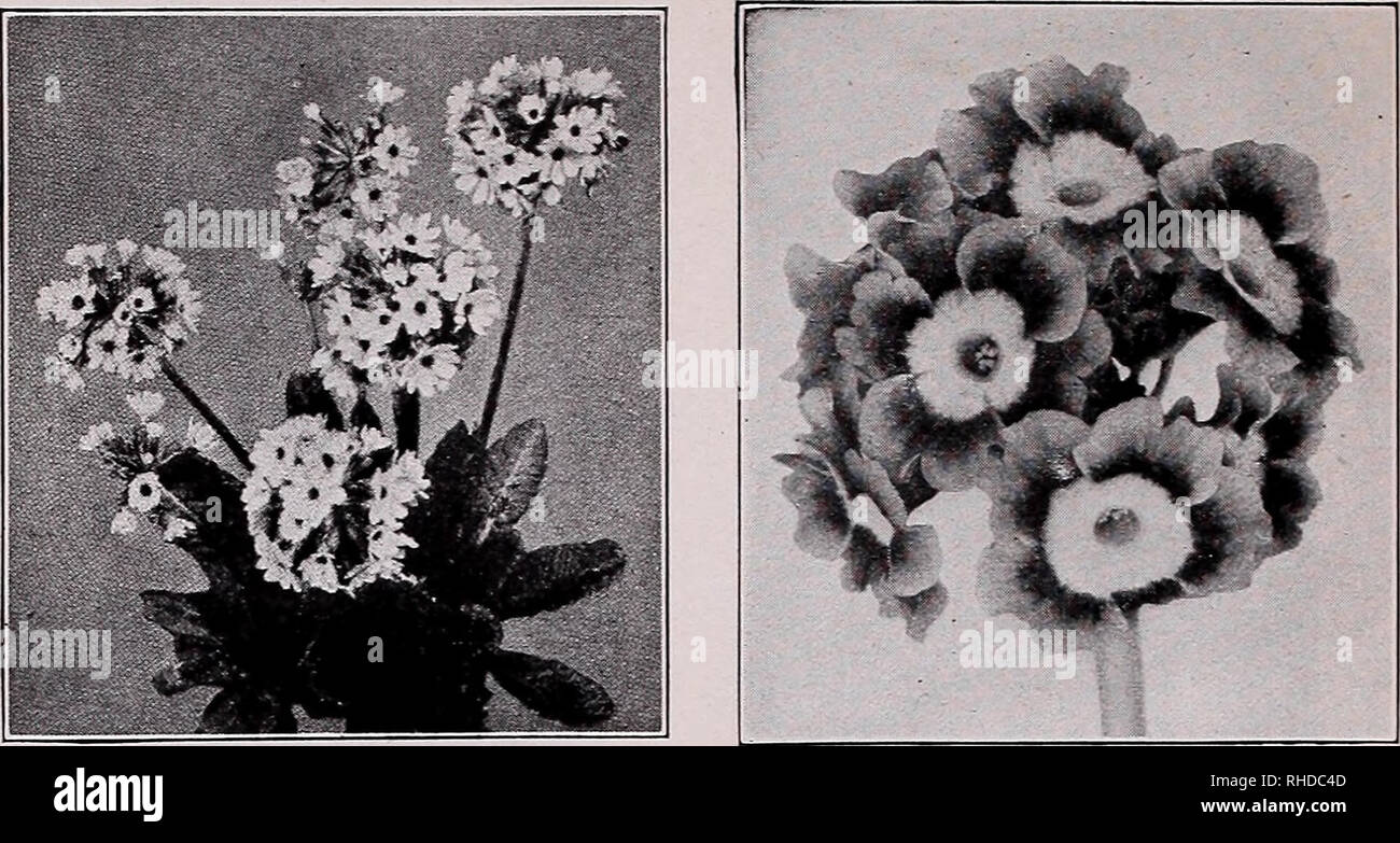 . Book for florists : spring 1935. Flowers Seeds Catalogs; Bulbs (Plants) Seedlings Catalogs; Vegetables Seeds Catalogs; Trees Seeds Catalogs; Horticulture Equipment and supplies Catalogs. PRIMULA Veris (Polyanthus) PRIMULA Cashmiriana PRIMULA Auricula deeds of B iennials and Hardy Perenn Trade pkt. Physostegia Virginica. Rosy-lilac, 4 ft. Y oz., 40c $3.25 Virginica Alba. White, 36 in oz., 45c Compacta. Dwarf, rose 34 oz., 50c Gigantea. Lilac-rose, 4 ft 34 °z-&gt; 50c Platycodon Grandiflorum. Blue, 28 in Grandiflorum Early Flowering Blue. 28in.3i oz., 60c Alba. White, 28 in Yt oz., 40c Mixed,  Stock Photo