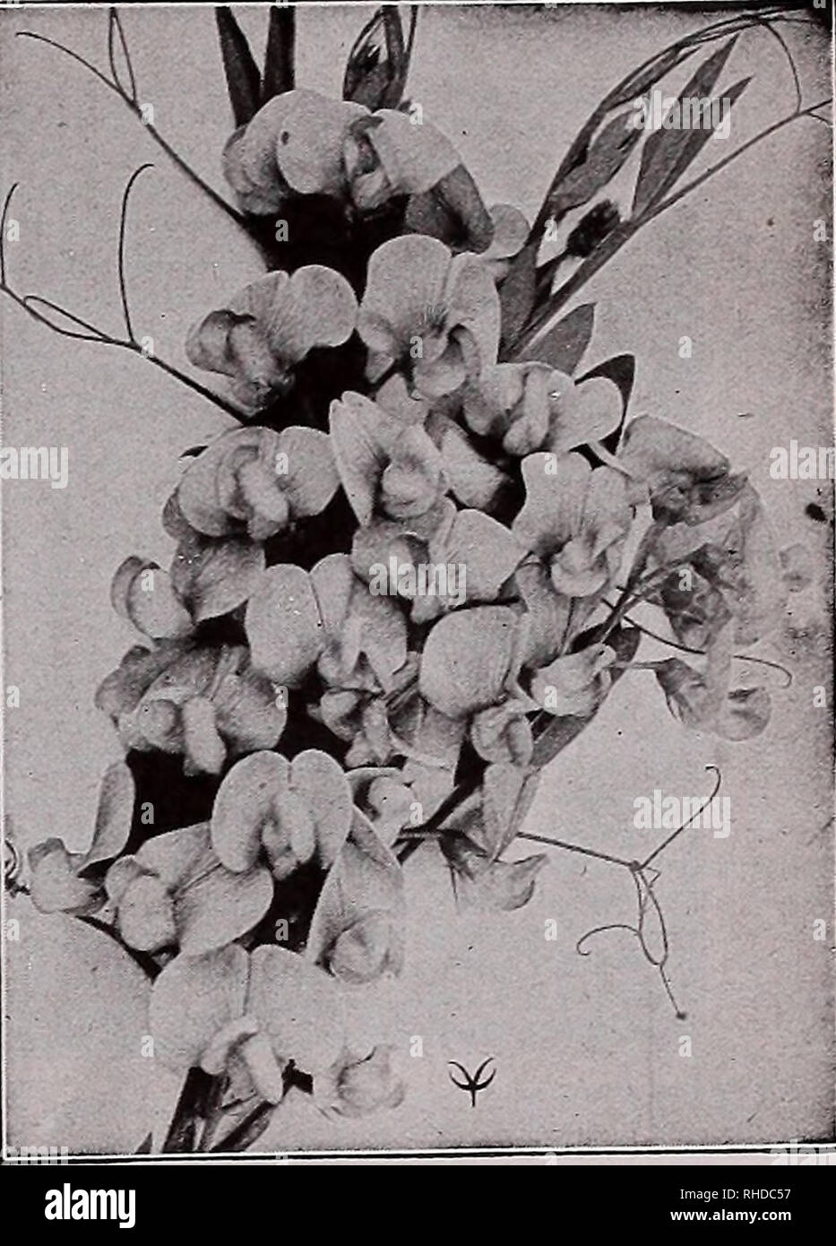 . Book for florists : spring 1935. Flowers Seeds Catalogs; Bulbs (Plants) Seedlings Catalogs; Vegetables Seeds Catalogs; Trees Seeds Catalogs; Horticulture Equipment and supplies Catalogs. HEUCHERA Sanguinea Gilia Coronopifolia (Ipomopsis Elegans Mixed). 3 Yi ft. (Standing Cypress.) Very leafy, the divisions being needle-like about one inch long. The flowers are 1J^ inches long, trumpet-shape, borne along the side of the summit of the stem. The colors include vermil- ion, salmon, apricot, rich pinks and pure yellow. A biennial $0.15 Coronopifolia Red M oz., $1.00 .50 Globularia Trichosantha (G Stock Photo