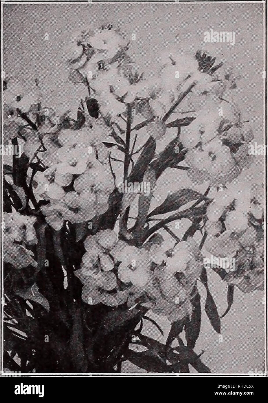 . Book for florists : spring 1935. Flowers Seeds Catalogs; Bulbs (Plants) Seedlings Catalogs; Vegetables Seeds Catalogs; Trees Seeds Catalogs; Horticulture Equipment and supplies Catalogs. CAMPANULA Medium (Canterbury Bells) BOCCONIA (Plume Poppy) 7rade pkt. Oz. CHEIRANTHUS (Siberian Wallflower) Bignonia Radicans (Trumpet Vine) $0.15 BocconiaJaponica (PlumePoppy). 5 ft lb., $4.00 .10 Boltonia Asteroides. White daisy flowers, 4-6 ft 35 Latisquama. Delicate pink, 4-5 ft M oz., 60c .25 Nana. Dwarf, 3 ft Moz., 70c .35 Buddleia Veitchiana. Butterfly Bush. 5 ft 25 Buphthalmum Cordifolium (Speciosum) Stock Photo