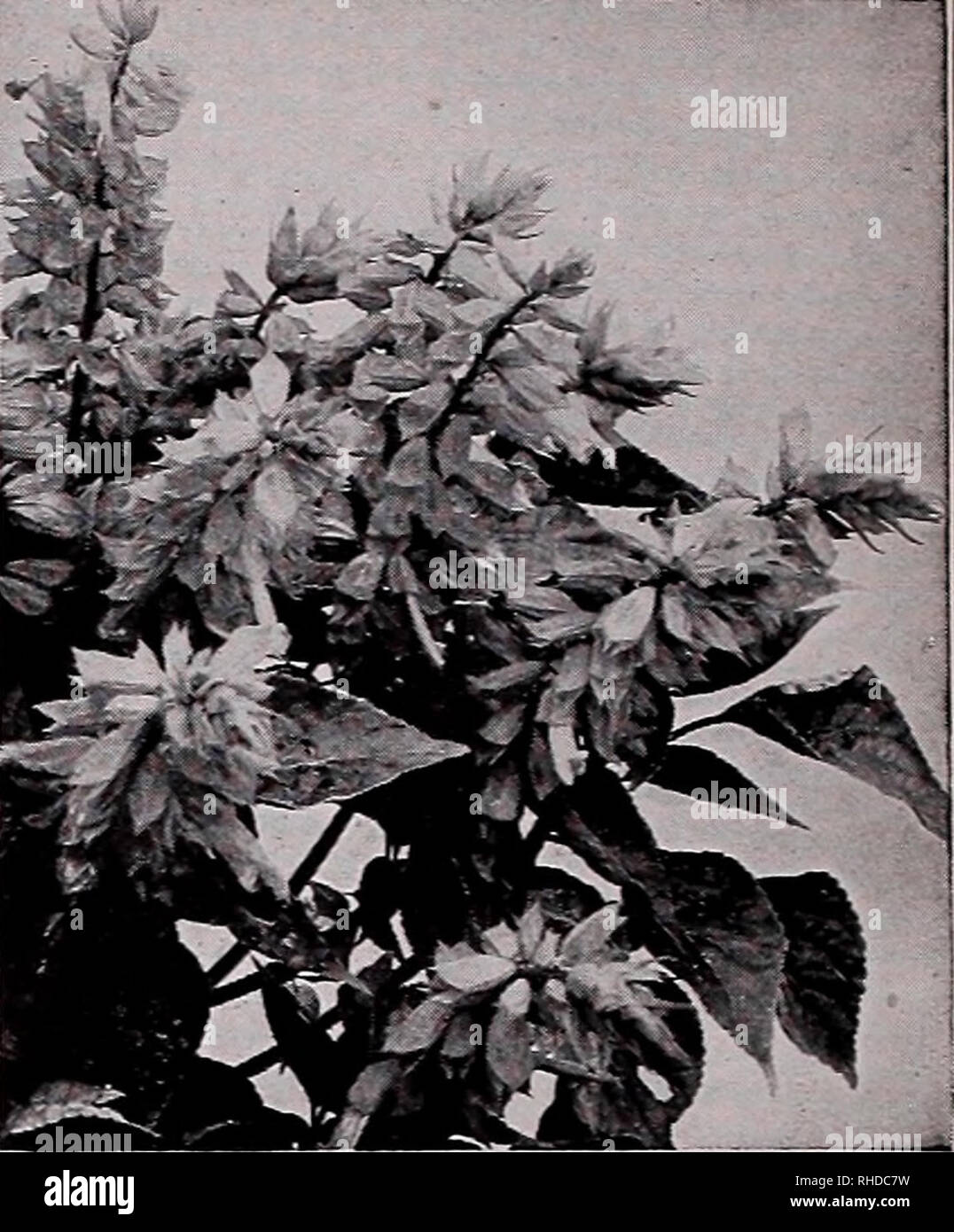. Book for florists : spring 1935. Flowers Seeds Catalogs; Bulbs (Plants) Seedlings Catalogs; Vegetables Seeds Catalogs; Trees Seeds Catalogs; Horticulture Equipment and supplies Catalogs. 1.00 .50 .50 .50 PRIMULA Obconica Grandiflora Primula Obconi Cfl Trade pkt Gigantea Rosea. Fine ^2 oz., $1.80 $0.50 Salmon Queen. 8 in Ifa oz., 1.80 Mixed &amp;oz., 1.50 Grandiflora Alba. White {± oz., 1.50 Appleblossom. Pink &quot;Better Days. ' A new color—deep carmine red. The darkest and most pleasing Primula Obcon- ica Grandiflora yet produced. Very large flower- ing and an important rival to Fassbend Stock Photo