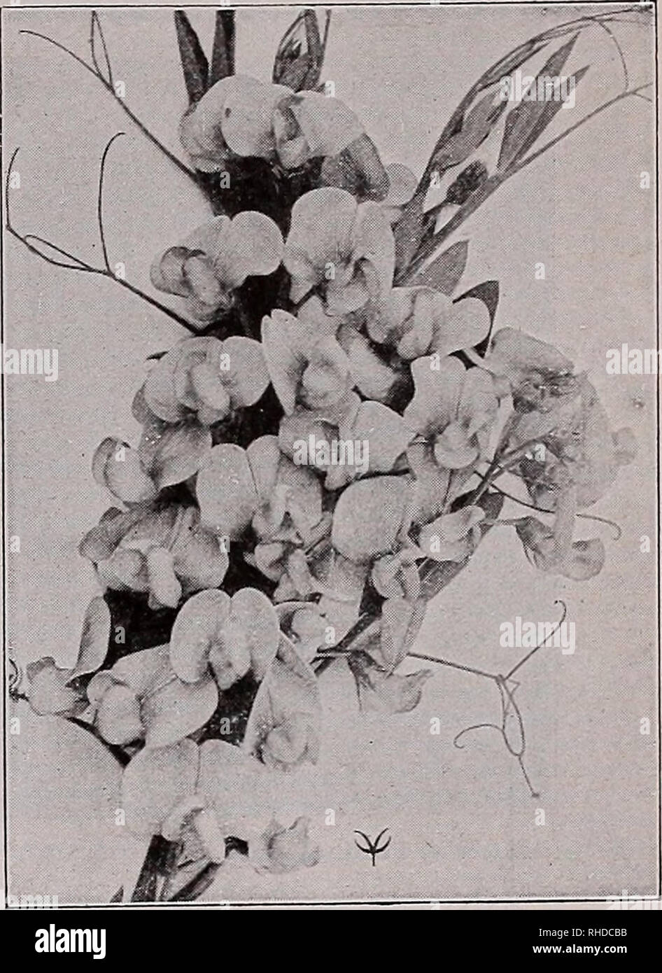 . Book for florists : spring 1934. Flowers Seeds Catalogs; Bulbs (Plants) Seedlings Catalogs; Vegetables Seeds Catalogs; Trees Seeds Catalogs; Horticulture Equipment and supplies Catalogs. HEUCHERA Sanguinea HOLLYHOCK Chater's Double LATHYRUS Latifolius (Perennial Pea) Geum Coccineum Atrosanguineum PI. X Semi-double,Trade pkt. Oz. orange-red, 2 ft M oz., 40c $0.25 $1.20 Coccineum Fl. PI. Mrs. Bradshaw. X Glowing red. 2 ft 34 oz., 45c .25 1.40 Borisii. X Neat tufts of evergreen foliage, large flowers brilliant scarlet in bloom from June till late autumn, 16 in 34 oz., $1.20 .50 4.00 Lady Strath Stock Photo
