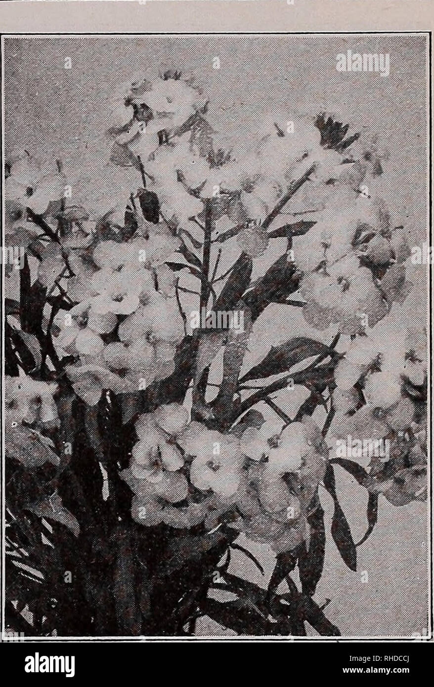 . Book for florists : spring 1934. Flowers Seeds Catalogs; Bulbs (Plants) Seedlings Catalogs; Vegetables Seeds Catalogs; Trees Seeds Catalogs; Horticulture Equipment and supplies Catalogs. CAMPANULA Medium (Canterbury Bell) BOCCONIA (Plume Poppy) CHEIRANTHUS (Siberian Wallflower) Trade pkt. Oz. $0.60 .50 2.80 1.40 2.40 1.20 Bignonia Radicans (Trumpet vine) $0.15 Bocconia Japonica (PlumePoppy). 5 ft lb., $5.20 .15 Boltonia Asteroides. White daisy flowers, 4-6 ft 35 Latisquama. Delicate pink, 4-5 ft 34 °z-, 45c .25 Nana. Dwarf M oz., 70c .35 Buddleia Veitchiana. Butterfly Bush. 5 ft 25 Buphthalm Stock Photo