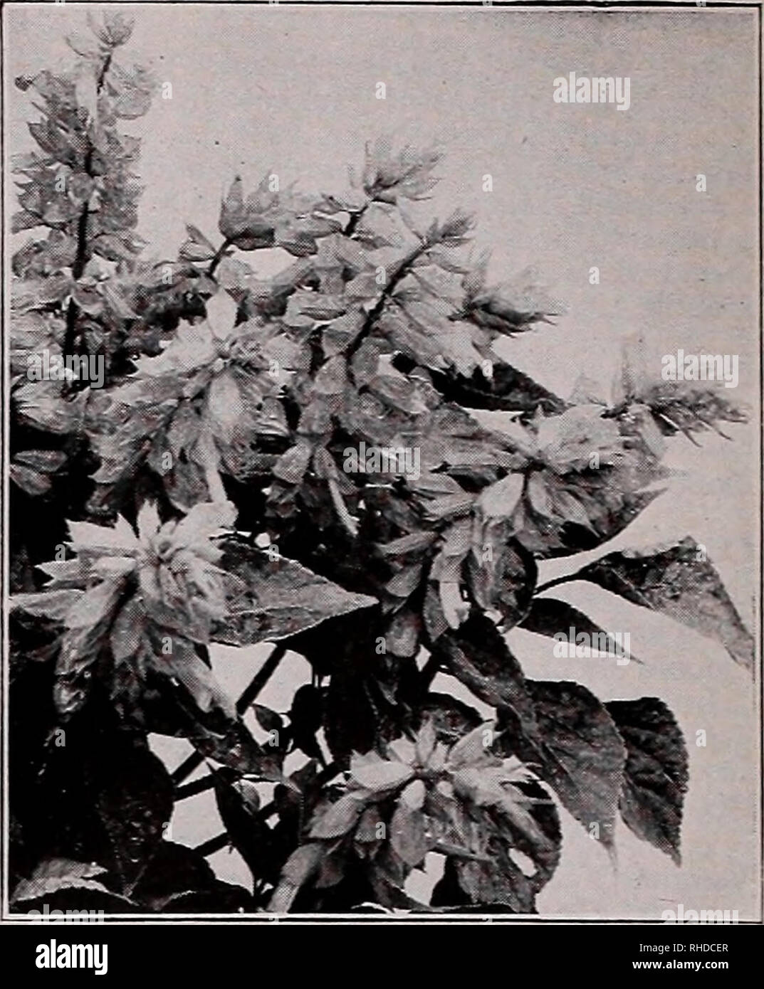 . Book for florists : spring 1934. Flowers Seeds Catalogs; Bulbs (Plants) Seedlings Catalogs; Vegetables Seeds Catalogs; Trees Seeds Catalogs; Horticulture Equipment and supplies Catalogs. PRIMULA Obconica Grandiflora Trade pkt .50 .50 .50 Primula Obconica Gigantea Rosea. Fine J^2 oz., $1.80 $0.50 Salmon Queen. 8 in &amp; oz., 2.00 1.00 Mixed J^oz., 1.50 Grandiflora Alba. White ^ oz., 1.80 Appleblossom. Pink &quot;Better Days.&quot; A new color—deep carmine red. The darkest and most pleasing Primula Obcon- ica Grandiflora yet produced. Very large flower- ing and an important rival to Fassbend Stock Photo
