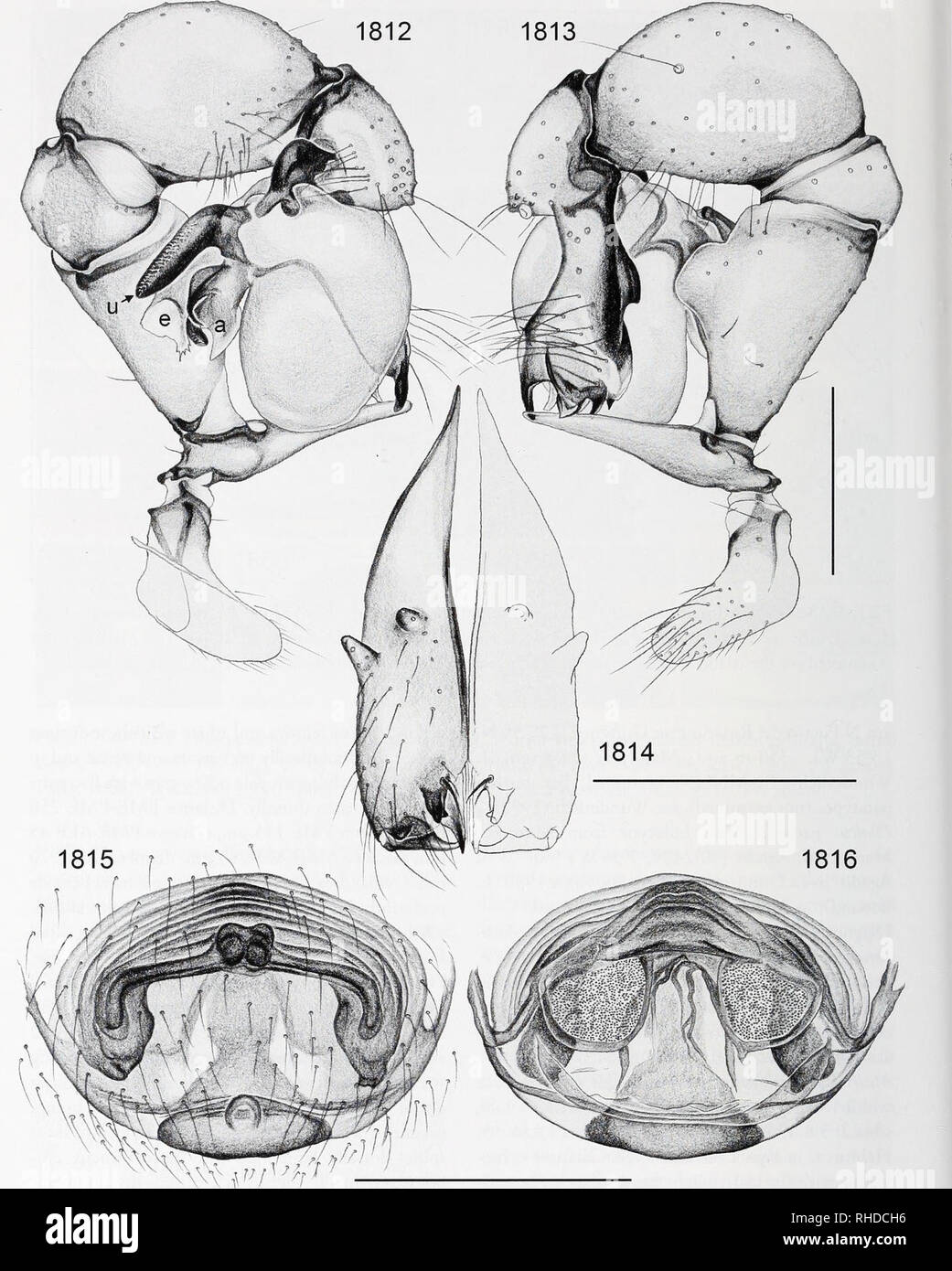 . Bonner zoologische Monographien. Zoology. BONNER ZOOLOGISCHE MONOGRAPHIEN Nr. 58/201 1. FIG. 1812-1816. Phoicusfuerteventurensis. 1812, 1813. Left male palp, prolateral and retrolateral views. 1814. Male cheiicerae, frontal view. 1815, 1816. Cleared female genitalia, ventral and dorsal views. Scale lines: 0.5. 372. Please note that these images are extracted from scanned page images that may have been digitally enhanced for readability - coloration and appearance of these illustrations may not perfectly resemble the original work.. Bonn, Zoologisches Forschungsinstitut und Museum Alexander K Stock Photo