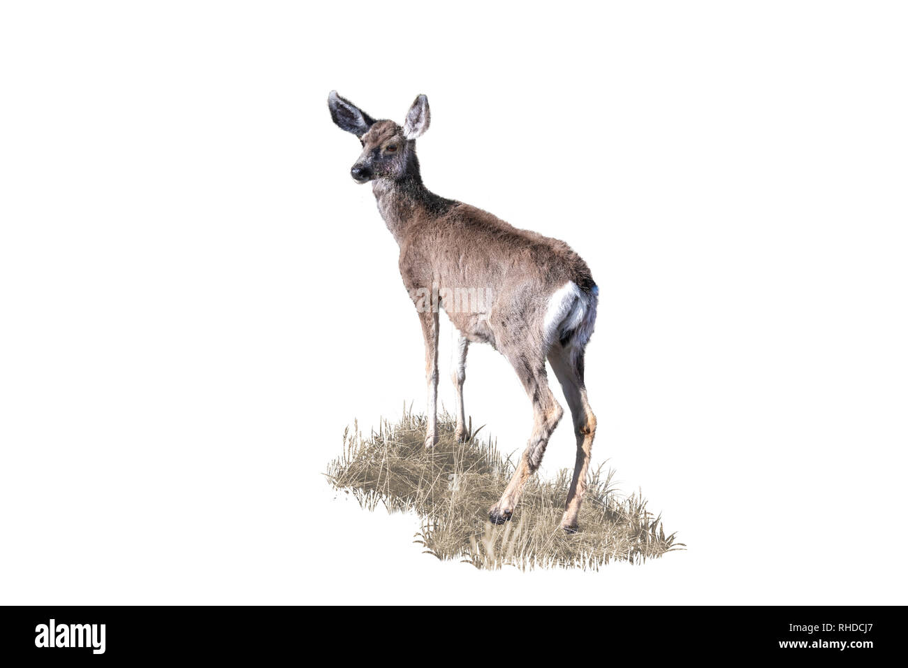 Deer, Bryce Canyon National Park Stock Photo