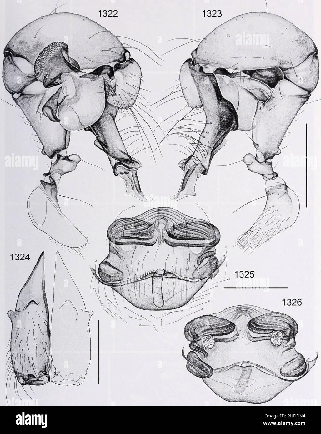 . Bonner zoologische Monographien. Zoology. HUBER, RF,V1S10N AND CLADlS riC ANALYSIS OF /&gt;//0/.(,YAS'AND CLOSELY RELATED'LAXA (ARANl'Al', PI l()Lt:inAE). FIG. 1322-1326. Pholcus attuleh. 1322, 1323. Left male palp, prolateral and retrolateral views. 1324. Male chelicerae, frontal view. 1325, 1326. Cleared female genitalia, ventral and dorsal views. Scale lines: 0.5 (1322, 1323), 0.3 (1324-1326). 273. Please note that these images are extracted from scanned page images that may have been digitally enhanced for readability - coloration and appearance of these illustrations may not perfectly r Stock Photo