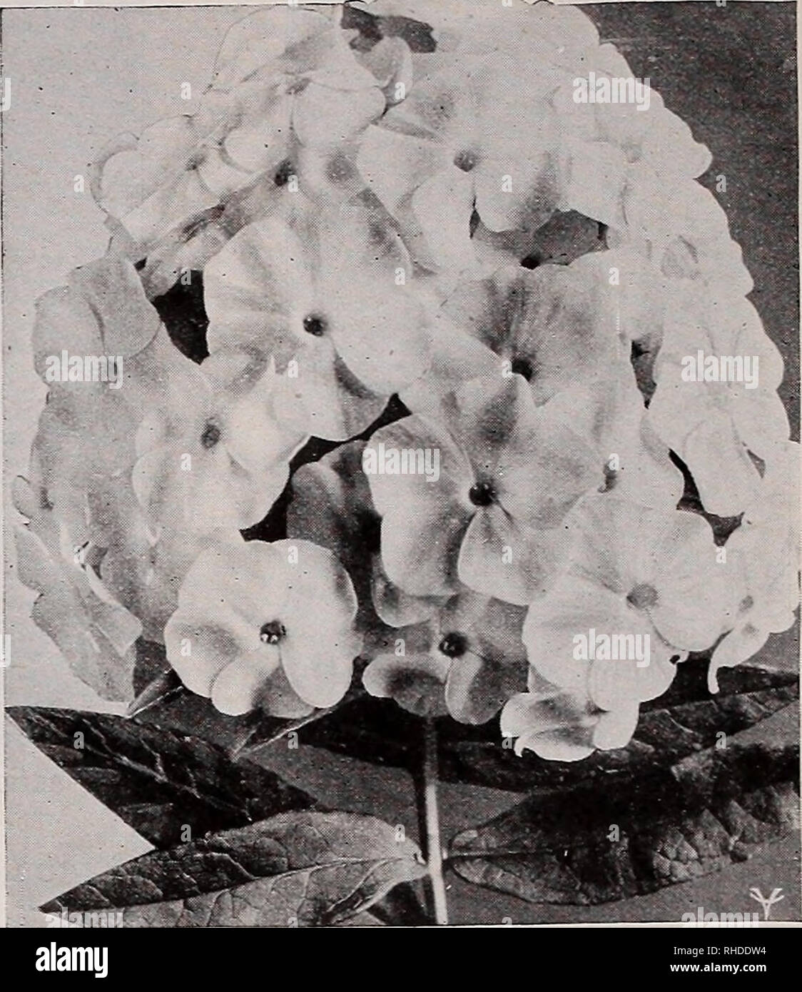 . Book for florists. Flowers Seeds Catalogs; Bulbs (Plants) Seedlings Catalogs; Vegetables Seeds Catalogs; Trees Seeds Catalogs; Horticulture Equipment and supplies Catalogs. 48 VAUGHAN'S SEED STORE, CHICAGO AND NEW YORK, BOOK FOR FLORISTS Hardy Perennial Plants —(Continued) PRIMULA. (Primrose.') 10 Acaulis Lilacina, Fl. PI. X. Double lavender. 6in. April-May.$3.00 Veris. X. Mixed colors. 6 in. April-May 1.50 PYRETHRUM Roseum. (Painted Daisy.) Single. Mixed colors. 2 ft. May-June 85 James Kelway. Red. 2 ft. May-June 1.25 Uliginosum. White. 3 ft. Aug.-Sept 1.00 RANUNCULUS Repens. X- Double yell Stock Photo