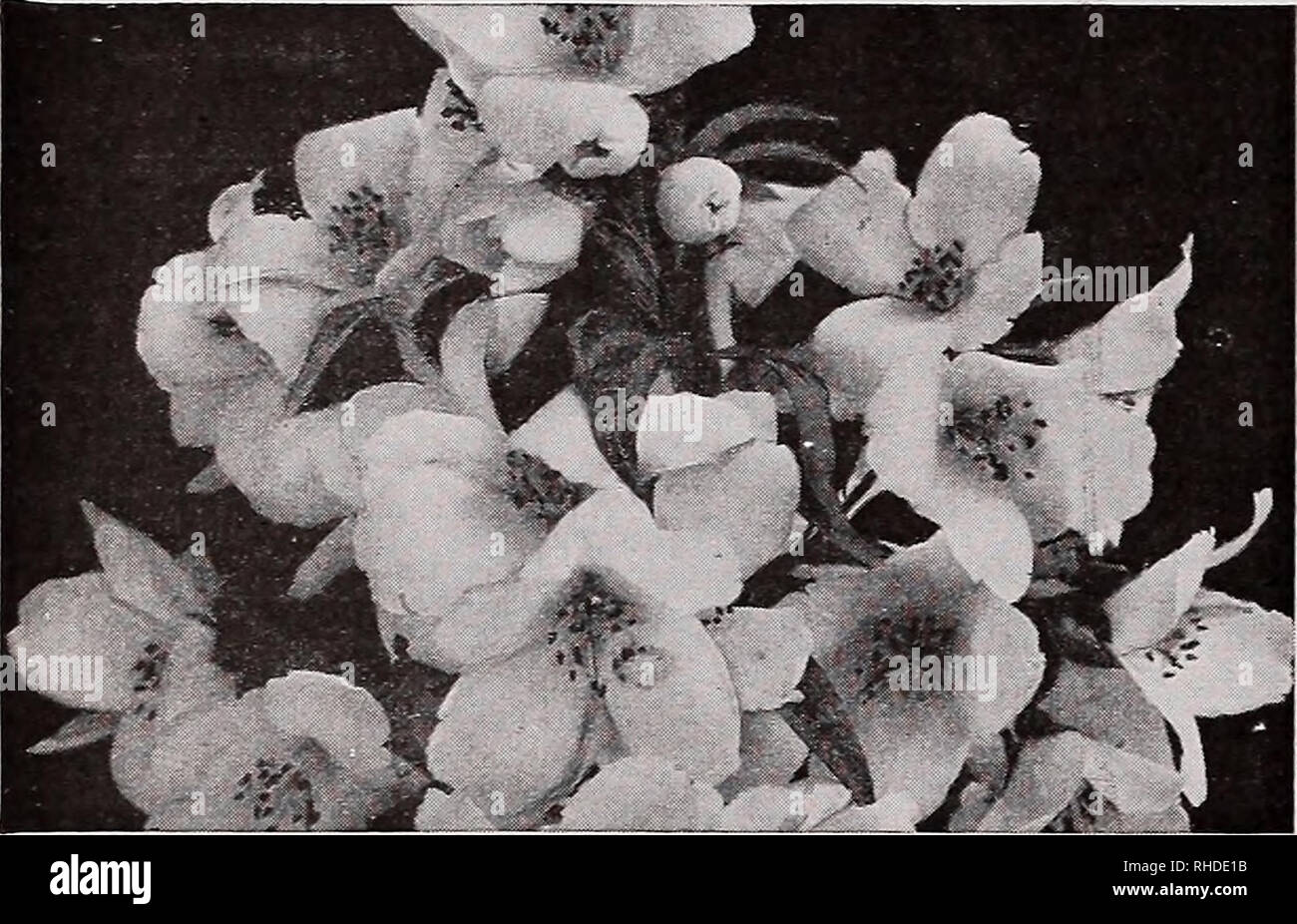 Book For Florists Autumn 1942 Flowers Seeds Catalogs Bulbs Plants Seedlings Catalogs Vegetables Seeds Catalogs Trees Seeds Catalogs Horticulture Equipment And Supplies Catalogs 28 Vaughan S Seed Store Chicago And New