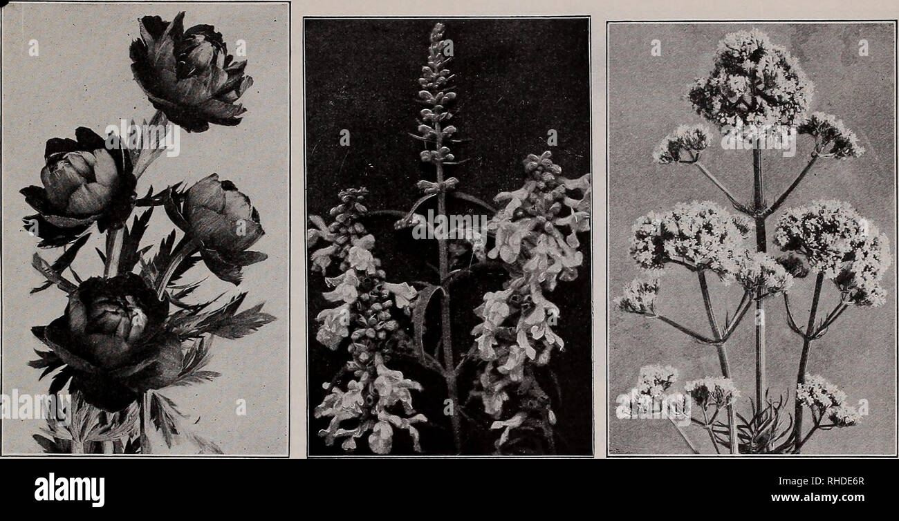 . Book for florists. Flowers Seeds Catalogs; Bulbs (Plants) Seedlings Catalogs; Vegetables Seeds Catalogs; Trees Seeds Catalogs; Horticulture Equipment and supplies Catalogs. VAUGHAN'S SEED STORE, CHICAGO AND NEW YORK, BOOK FOR FLORISTS 39. TROLLIUS (Globe Flower) SALVIA Azurea Grandiflora VALERIANA (Garden Heliotrope) Seeds of Biennials and Hardy Perennials PYRETHRUM Roseum. Pink, 30 in 34 oz Album. White, excellent 34 °z-, 50c Atrosanguineum. Dark red shades ^ oz., 80c Carneum. Flesh 34 oz., 50c James Kelway. Dark blood red M oz., 90c Hybridum. Single mixed lb., $12.00; 34 oz., 40c Grandiflo Stock Photo