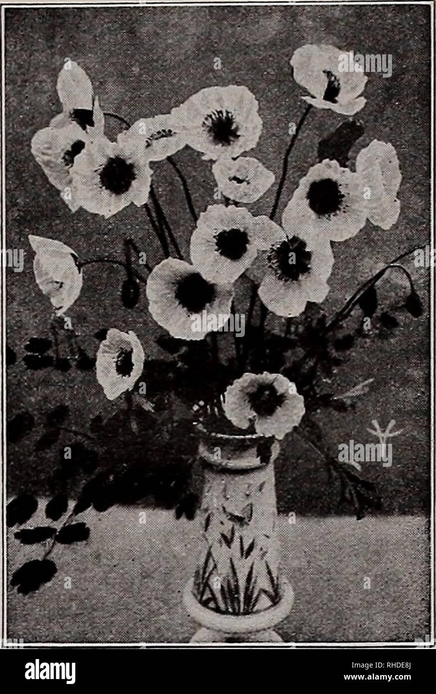 . Book for florists. Flowers Seeds Catalogs; Bulbs (Plants) Seedlings Catalogs; Vegetables Seeds Catalogs; Trees Seeds Catalogs; Horticulture Equipment and supplies Catalogs. LUPINUS Polyphyllus LYCHNIS Chalcedonica Seeds of Biennials and Hardy Perennials Trade pkt. Oz. POPPY Nudicaule or Iceland LUPINUS Folyphyllus—Continued Chocolate Soldier. Yellow, passing to chocolate.... 34 oz., 85c$0.35 C. M. Prichard. Pale salmon-orange with yellow. . 34 oz., $1.20 Luteus. A strain of varying yellow shades, of the true polyphyllus type 34 oz., 60c Salmoneus. Tender salmon shades Sunshine. Golden yellow Stock Photo