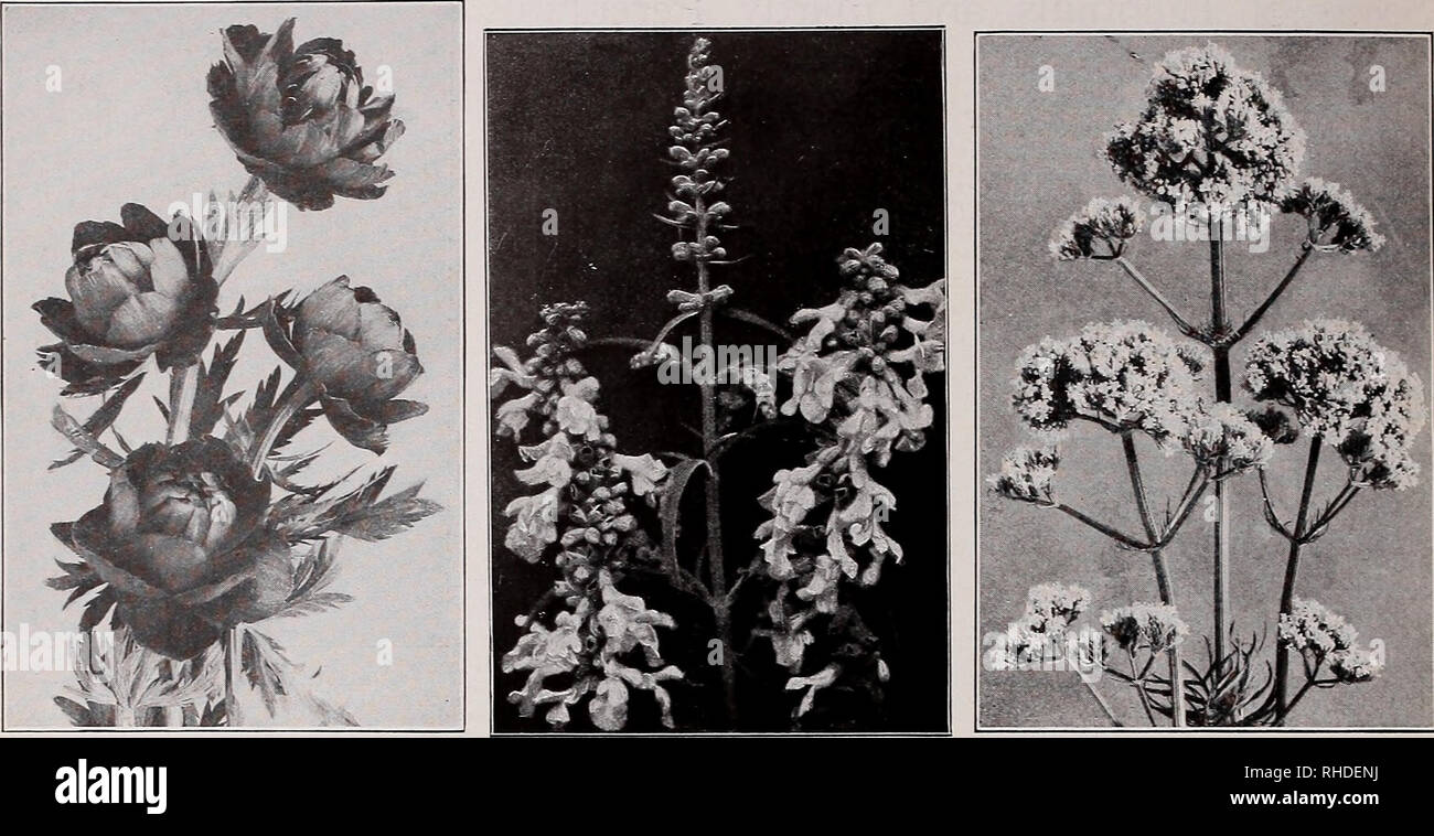 . Book for florists. Flowers Seeds Catalogs; Bulbs (Plants) Seedlings Catalogs; Vegetables Seeds Catalogs; Trees Seeds Catalogs; Horticulture Equipment and supplies Catalogs. 40 VAUGHAN'S SEED STORE, CHICAGO AND NEW YORK, BOOK FOR FLORISTS. TROLLIUS (Globe Flower) SALVIA Azurea Grandiflora VALERIANA (Garden Heliotrope) Seeds of Biennials and Hardy Perennials Statice Latifolia. Blue. Fine for winter bouquets... Trade pkt. Oz. lb., $14.00 $0.25 $1.20 Caspia. Large, lilac, 30 in 34 °z-&gt; 70c .50 2.40 Dumosa. New. Dense cushions of pure silver-gray flowers; an improved Tatarica. 30 in 75 8.00 In Stock Photo
