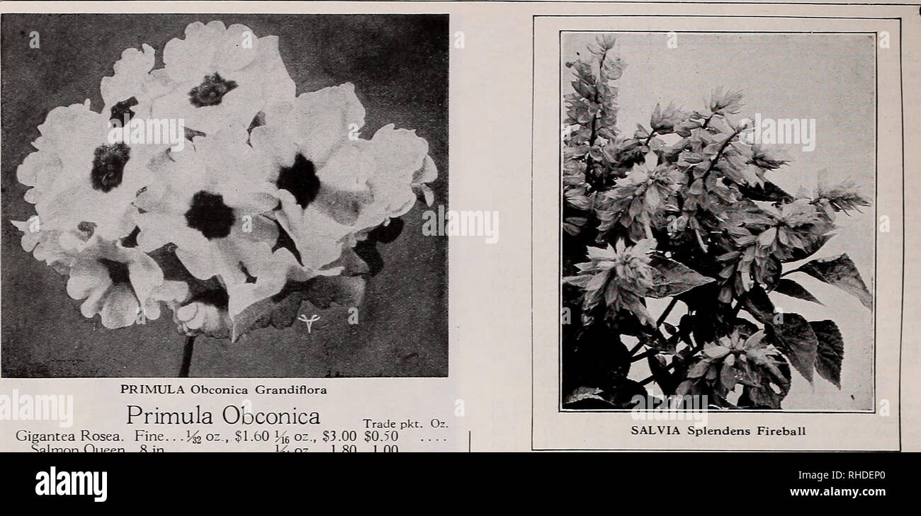 . Book for florists. Flowers Seeds Catalogs; Bulbs (Plants) Seedlings Catalogs; Vegetables Seeds Catalogs; Trees Seeds Catalogs; Horticulture Equipment and supplies Catalogs. 22 VAUGHAN'S SEED STORE, CHICAGO AND NEW YORK, BOOK FOR FLORISTS. PRIMULA Obconica Grandiflora Primula Obconica Trade Pkt Gigantea Rosea. Fine.. oz., $1.60 He oz., $3.00 $0.50 Salmon Queen. 8 in l^o:., 1.80 1.00 Mixed jgoz., 1.50 .50 Grandiflora Appleblossom, Pink 50 Coerulea. 12 in %oz., $1.50 .50 Fassbender Red. Flowers rich deep red of enor- mous size Mi oz., $1.50; Ife oz., $2.40 Lachsrosa. A beautiful salmon-rose.. I Stock Photo