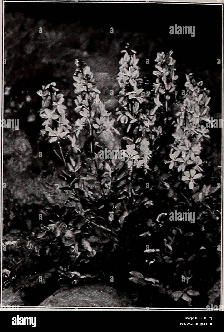 . Book for florists. Flowers Seeds Catalogs; Bulbs (Plants) Seedlings Catalogs; Vegetables Seeds Catalogs; Trees Seeds Catalogs; Horticulture Equipment and supplies Catalogs. SWEET WILLIAM fDianthus Barbatus) DIANTHUS-BARBATUSâSweet William EDELWEISS DICTAMNUS Fraxinella (Gas Plant) â â Trade pkt. Oz. Double Blood-red (Atrosanguineus pi.) $0.20 $1 00 .80 .80 Roseus. Nk Pink. 15 Almost black 15 White. Double Mammoth, Flowered. Mixed... lb., $14.00 Single Albus. White Blood-red (Atrosanguineus) ^15 Coppery Red 15 Diadematus. Crimson with white eye 15 Johnson's Giant. Mixture of large-eyed, dark. Stock Photo