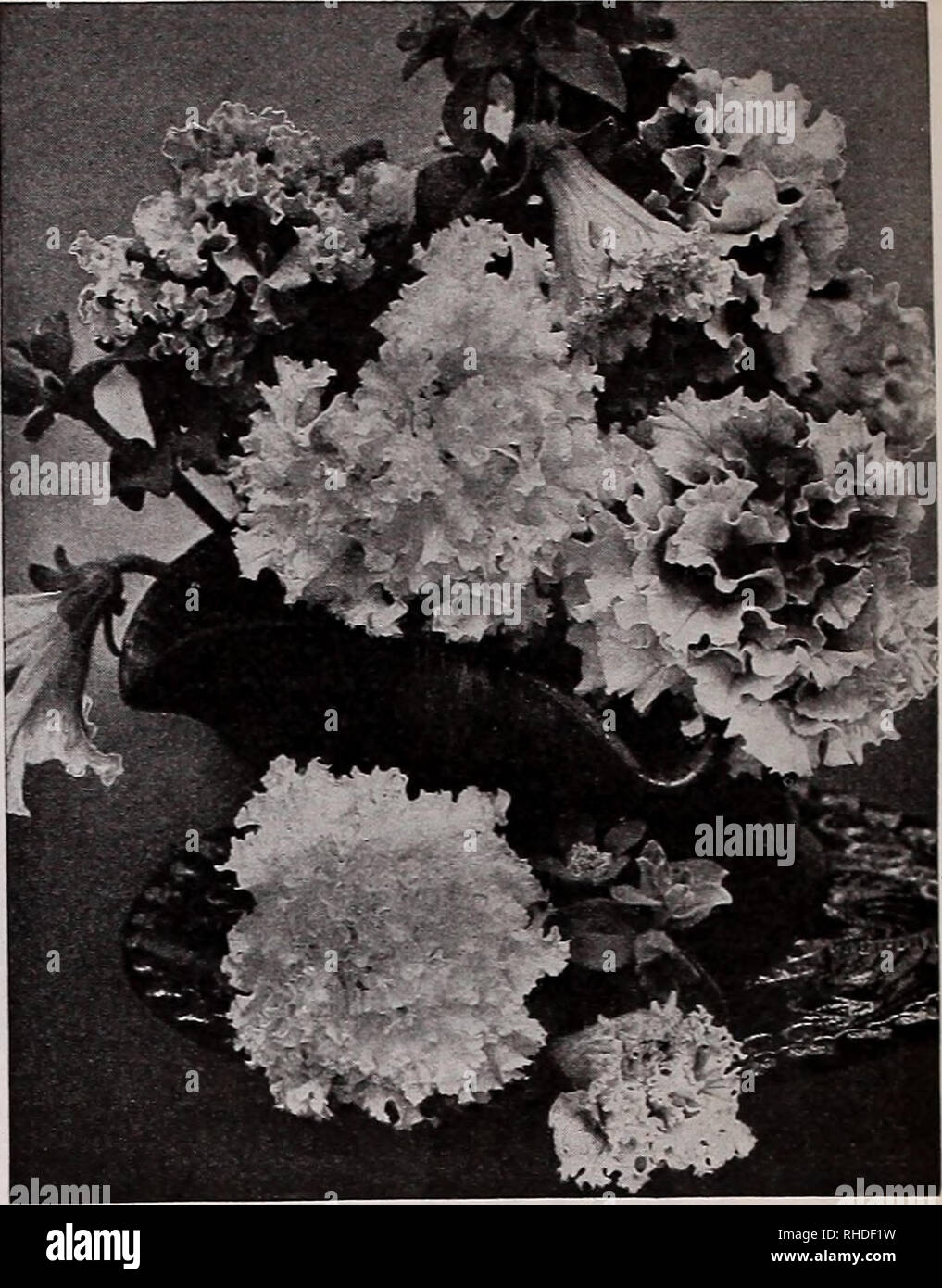 Book For Florists Autumn 1941 Flowers Seeds Catalogs Bulbs Plants Seedlings Catalogs Vegetables Seeds Catalogs Trees Seeds Catalogs Horticulture Equipment And Supplies Catalogs 18 Vaughan S Seed Store Chicago And New