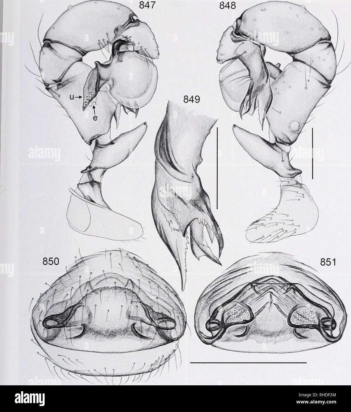 Bonner Zoologische Monographien Zoology Hurer Revision And Cladistic Anaiysis Oy V O F 7 V And C Losi I Y Rl 1 All N Taxa Aranl Ai Pilolcidai Fig 847 851 Pholcus Chappuisi 847 848 Left Male Palp Prolateral And