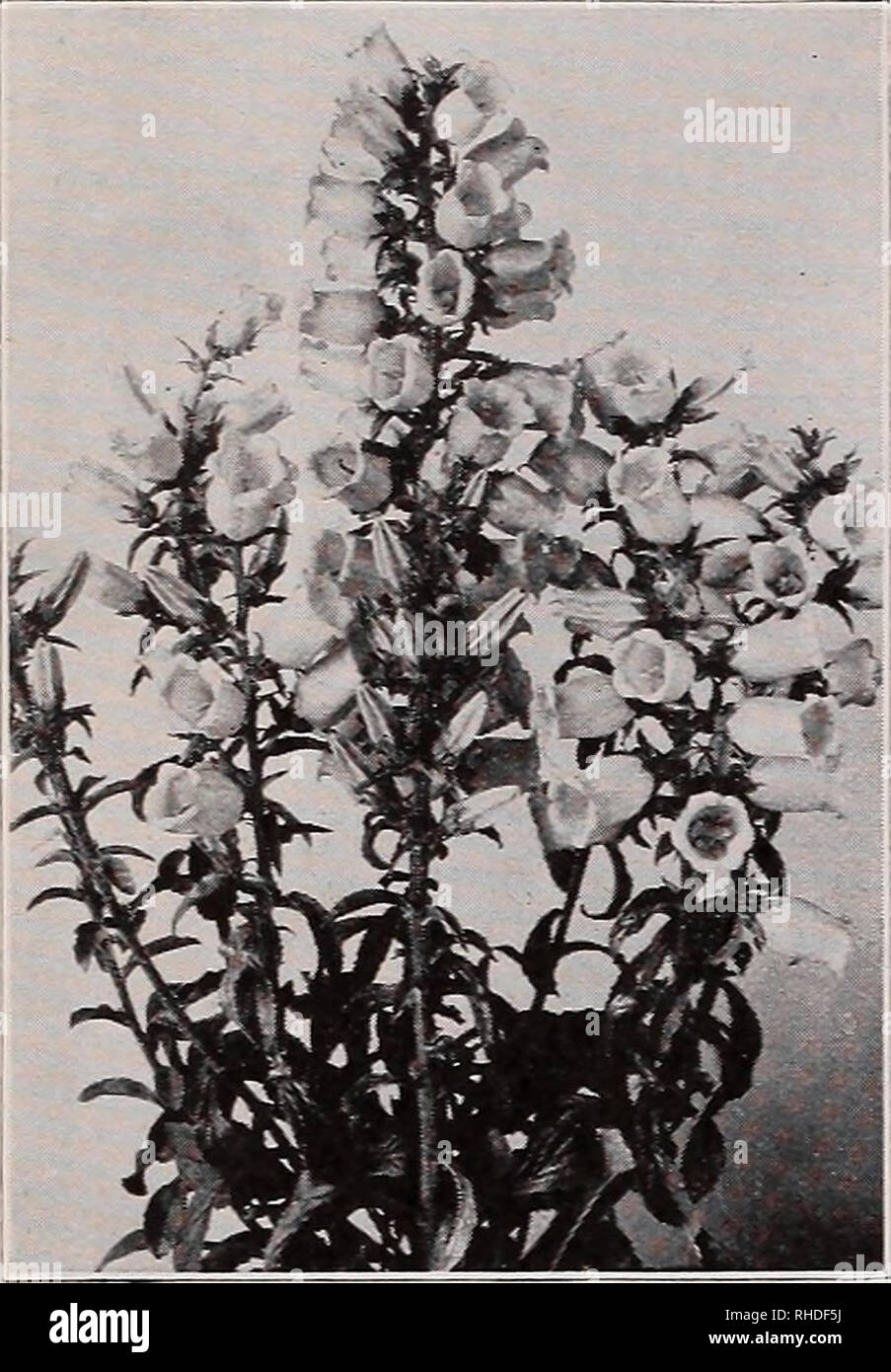 . Book for florists. Flowers Seeds Catalogs; Bulbs (Plants) Seedlings Catalogs; Vegetables Seeds Catalogs; Trees Seeds Catalogs; Horticulture Equipment and supplies Catalogs. 2 VAUGHAN'S SEED STORE, CHICAGO AND NEW YORK, BOOK FOR FLORISTS Novelties and Specialties of 1933. ANNUAL CANTERBURY BELLS COLUMNEA SPLENDENS An attractive well-known evergreen pot plant belonging to the Gesneriaceae, offered in seed the first time January sowings pro- duce fine flowering, hanging tendrils about 20 inches long in Autumn. The reddish brown opposite leaves are arranged in close rows. The predominant shade o Stock Photo