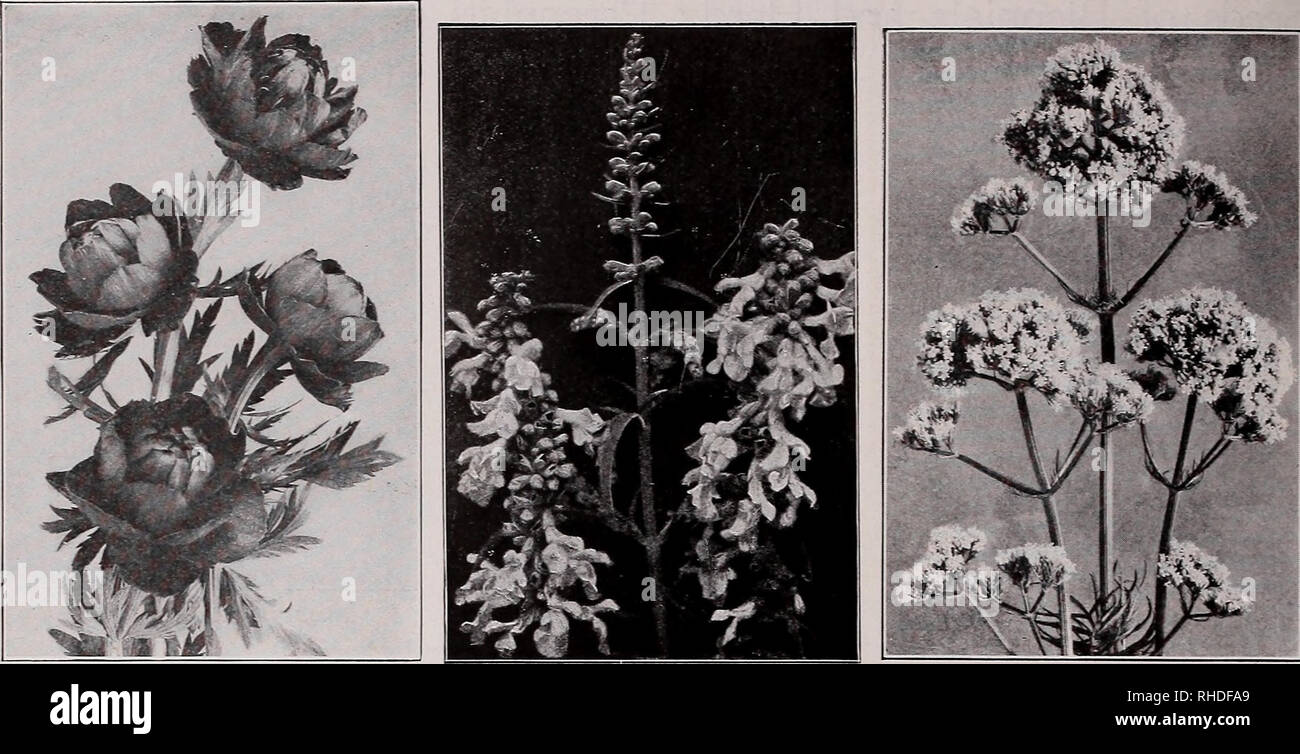 Caspia Flower High Resolution Stock Photography And Images Alamy