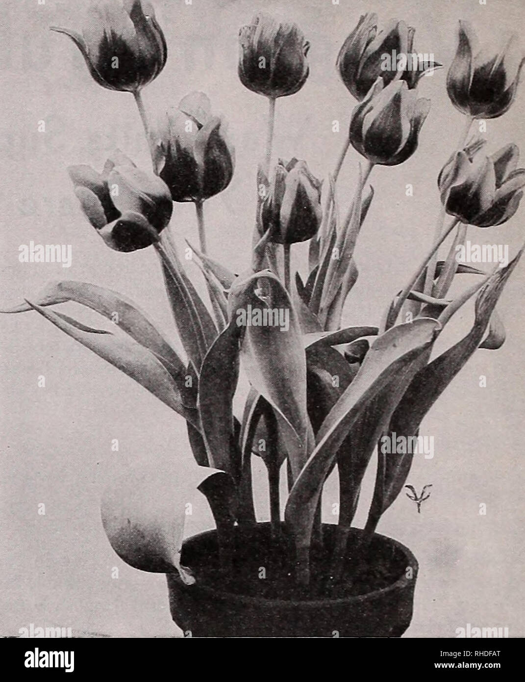 . Book for florists : autumn 1940. Flowers Seeds Catalogs; Bulbs (Plants) Seedlings Catalogs; Vegetables Seeds Catalogs; Trees Seeds Catalogs; Horticulture Equipment and supplies Catalogs. TULIP DIDO, PINK COTTAGE Cottage Tuli FIRSTS Per Per 100 1000 Carrara, pure white $7.00 $65.00 Dido, pink salmon, edged orange .... 6.50 60.00 Gesneriana Lutea, (f) golden yellow, sweet-scented. A splendid one under glass, on account of its color and perfume 6.00 55.00 Inglescombe Pink, (f) salmon rose.. 6.00 55.00 Inglescombe Yellow, (f) rich yellow. 5.50 50.00 John Ruskin, salmon-rose with pale yellow marg Stock Photo