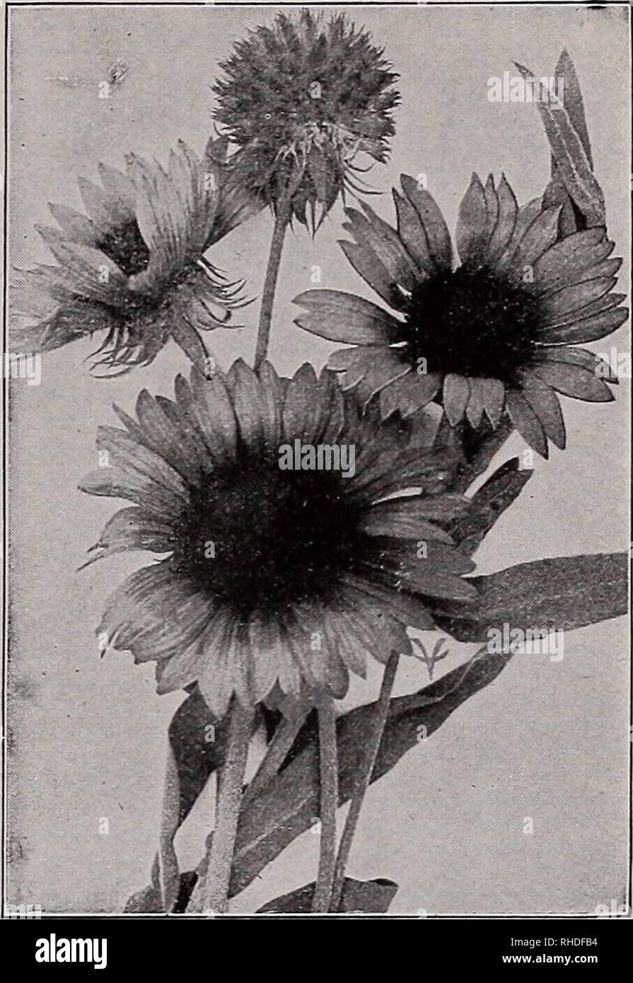 . Book for florists. Flowers Seeds Catalogs; Bulbs (Plants) Seedlings Catalogs; Vegetables Seeds Catalogs; Trees Seeds Catalogs; Horticulture Equipment and supplies Catalogs. SWEET WILLIAM (Dianthus Barbatus) Trade pkt 35c $0.25 3 15 DIANTHUS—Continued Plumarius Double. Fine mixed 34 o: Cyclops. Best single Cyclops. Red Hybrids 35 Cyclops. Double Mixed 3^oz.,$1.00 .50 Semperflorens. Single Mixed 20 Double and Single Mixed H oz., 40c .25 Diadematus. Rose sprinkled white Albus Plenus. Double white oz., 75c Nanus fl. pi. Double Eariv-Flowering. Mixed &quot; Hoz., 70c Mrs. Sinkins Double white 50  Stock Photo