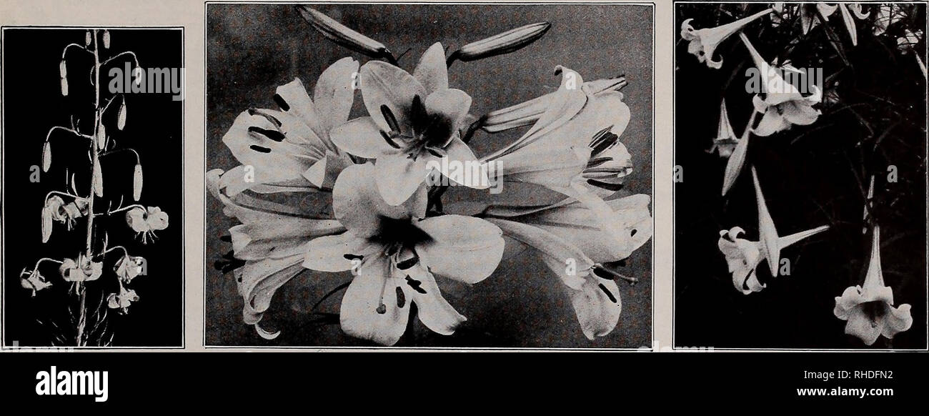 . Book for florists. Flowers Seeds Catalogs; Bulbs (Plants) Seedlings Catalogs; Vegetables Seeds Catalogs; Trees Seeds Catalogs; Horticulture Equipment and supplies Catalogs. VAUGHAN'S SEED STORE, CHICAGO AND NEW YORK, BOOK FOR FLORISTS 5 Perennial Novelties and Specialties. LILIUM TENUIFOLIUM LILIUM REGALE LILIUM PHILIPPINENSE GAILLARDIA Burgundy. Shining wine-red flowers about 23^ in. in diameter, on long stiff stems, from June until Fall. Blooms from seed the same year, if sown early, comes 60% to 70% true from seed. Trade pkt., 25c. HELIANTHUS (Sunflower) Rigidus Daniel Dewar. Showy heads  Stock Photo