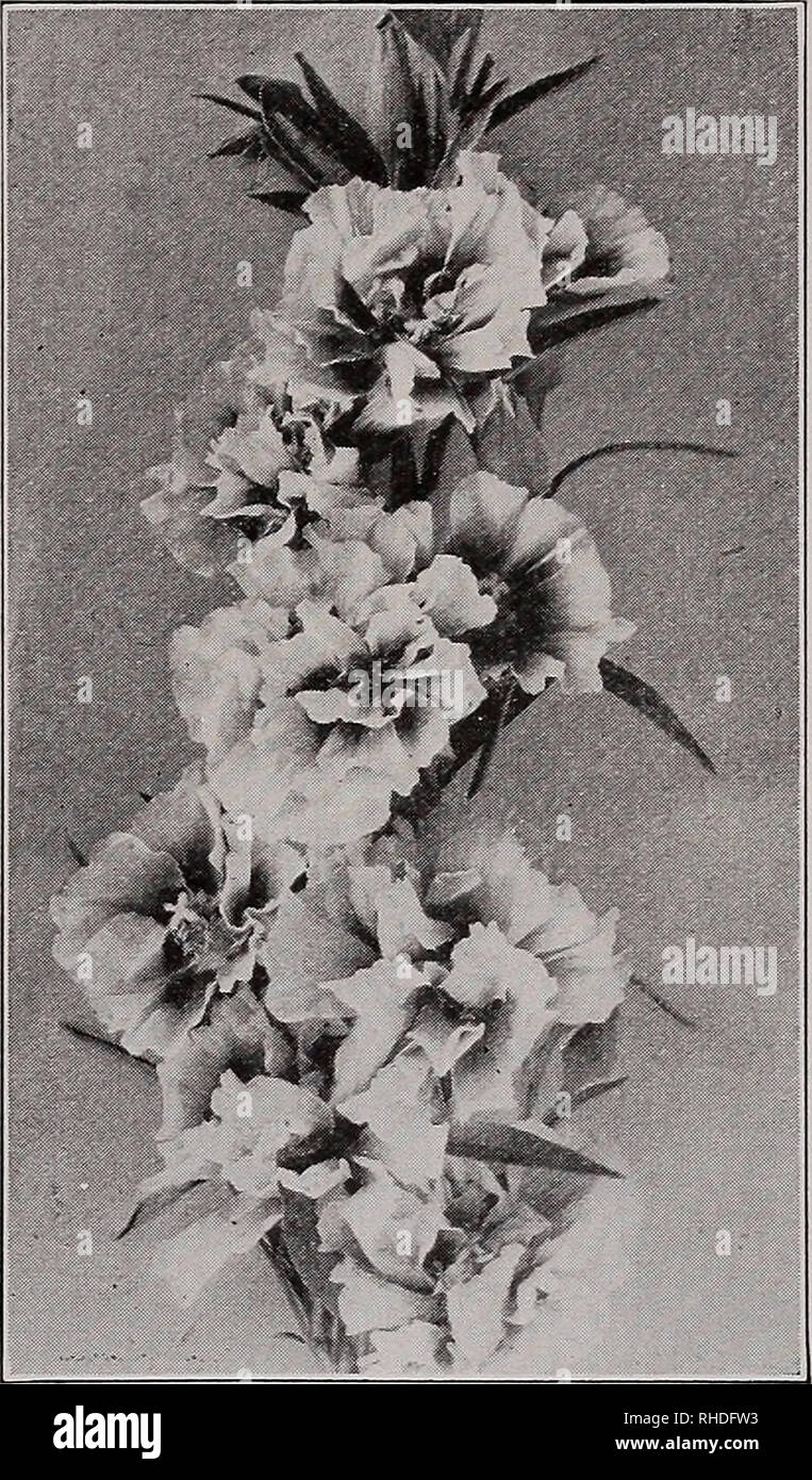 . Book for florists. Flowers Seeds Catalogs; Bulbs (Plants) Seedlings Catalogs; Vegetables Seeds Catalogs; Trees Seeds Catalogs; Horticulture Equipment and supplies Catalogs. ^i^®m.mT^ 11 Godetia Gladiolus-Flowered Double, be cut before fully opened. Carmine Rose Madam Bruant. Violet-blue with white eye 50 .10 .15 .25 .15 10 .35 .35 .35 .35 Oz. ).bO .60 .60 .60 .80 .60 .50 .40 The flowers are double and should Do not use any fertilizer. 24 in. Rosy Morn (Deep Rose) Mauve Trade pkt Each of above 14 oz., 75c $0.35 The Bride. White and crimson, 24 in 15 $ Duchess of Albany. Satiny white, 16 in 15 Stock Photo