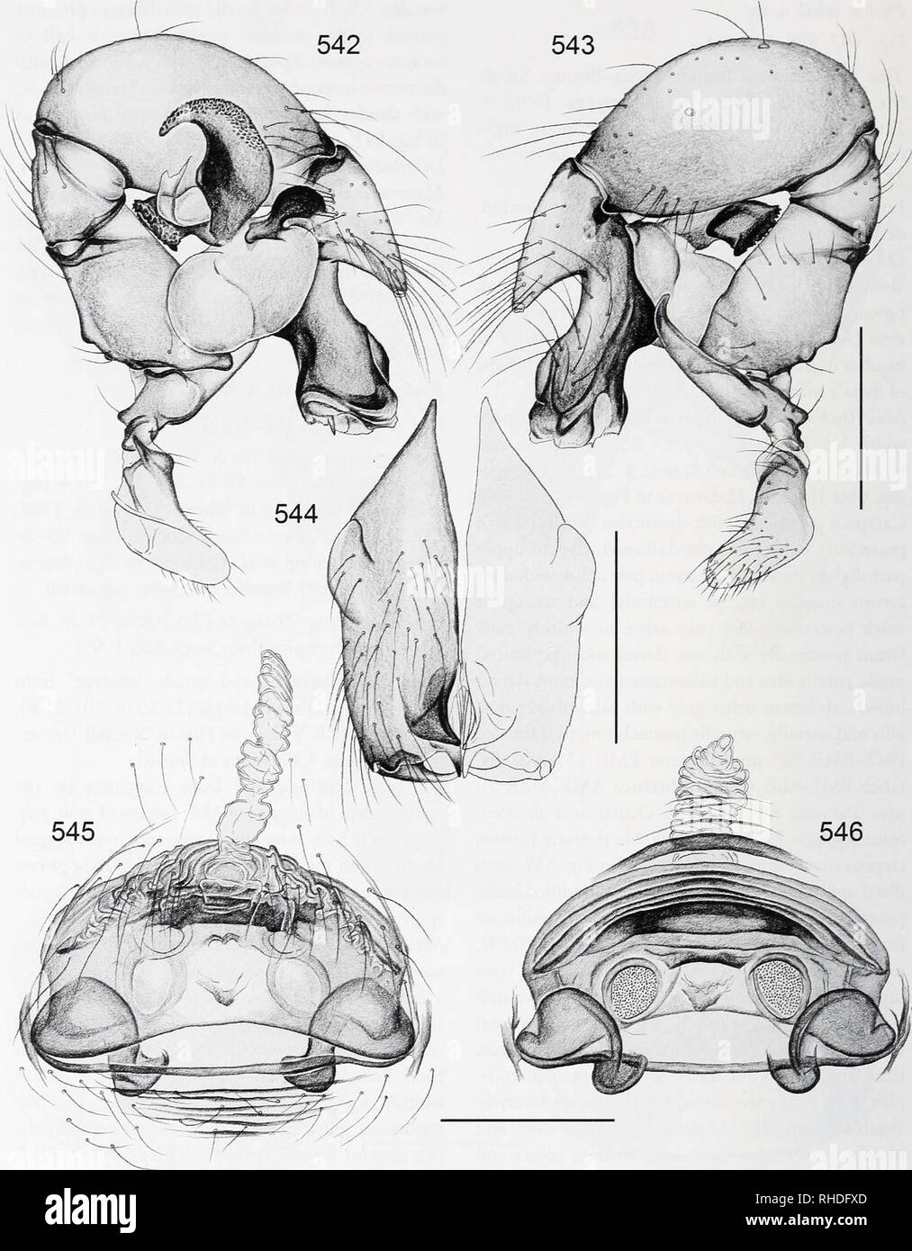 . Bonner zoologische Monographien. Zoology. BONNER ZOOLOGISCHE MONOGRAPHIEN Nr. 58/2011. FIG. 542-546. Pholcus elongatus. 542, 543. Left male palp, prolateral and retrolateral views. 544. Male che- licerae, frontal view. 545, 546. Cleared female genitalia, ventral and dorsal views. Scale lines: 0.5 (542, 543), 0.3 (544-546). 134. Please note that these images are extracted from scanned page images that may have been digitally enhanced for readability - coloration and appearance of these illustrations may not perfectly resemble the original work.. Bonn, Zoologisches Forschungsinstitut und Museu Stock Photo