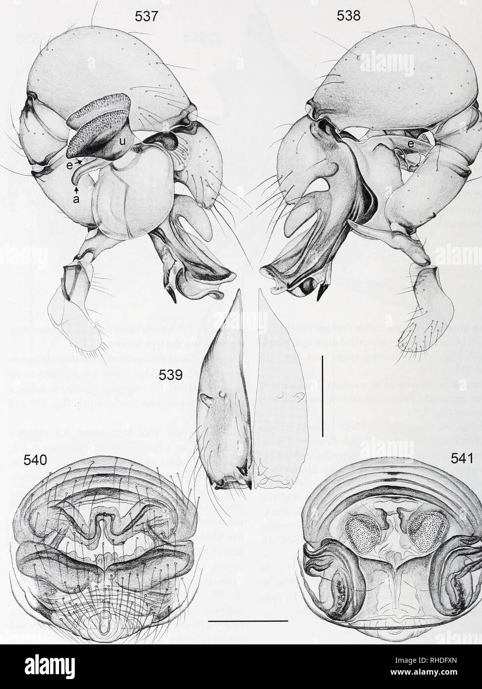 . Bonner zoologische Monographien. Zoology. BONNER ZOOLOGISCHE MONOGRAPHIEN Nr. 58/2011. FIG. 537-541. Pholcus sabah. 537, 538. Left male palp, prolateral and retrolateral views. 539. Male chel erae, frontal view. 540, 541. Cleared female genitalia, ventral and dorsal views. Scale lines: 0.3. 132. Please note that these images are extracted from scanned page images that may have been digitally enhanced for readability - coloration and appearance of these illustrations may not perfectly resemble the original work.. Bonn, Zoologisches Forschungsinstitut und Museum Alexander Koenig Stock Photo