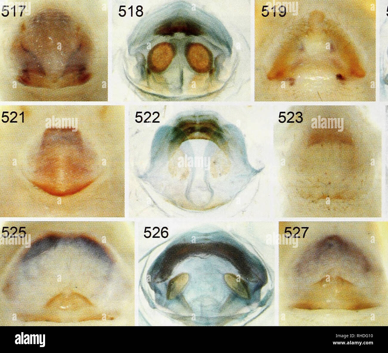 . Bonner zoologische Monographien. Zoology. BONNER ZOOLOGISCHE MONOGRAPHIEN Nr. 58/2011 three species are superficially similar to those of the Ph. halabala core group, but they lack AME and a tarsal dorsal elongation and may thus not be closely related to the Ph. halabala group. The other five species appear highly isolated in their morphology. Ph. elongatus and Ph. exceptus have dorsally elongated male palpal tarsi and may indeed be close to the Ph. halabala group. The other three species are highly apomorphic and may eventually end up in other or new genera. Natural history. Judging from th Stock Photo