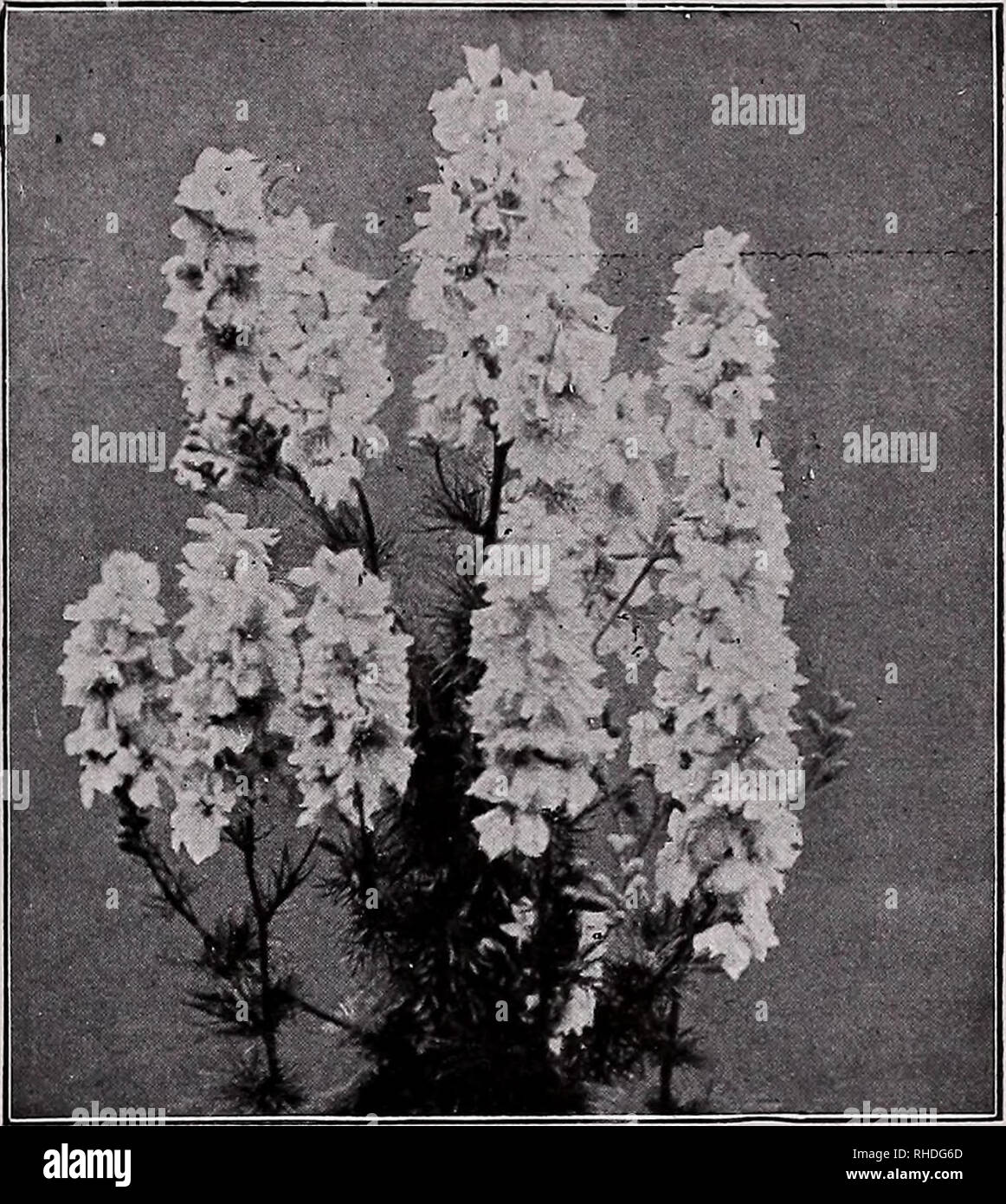 . Book for florists. Flowers Seeds Catalogs; Bulbs (Plants) Seedlings Catalogs; Vegetables Seeds Catalogs; Trees Seeds Catalogs; Horticulture Equipment and supplies Catalogs. VAUGHAN'S SEED STORE, CHICAGO AND NEW YORK, BOOK FOR FLORISTS 11 Chinese Forget-Me-Not Cynoglossum Amabile. A lovely plant 18 to 24 inches tall, with flowers of a true Forget-me-not blue. May be grown either outside or under glass. Trade pkt. Oz. Makes wonderful cut flower $0 10 $0.40 Cineraria Martima Candidissima, for bedding. Martima Diamond. Leaves pure white .15 .15 .40 .50 Clarkia Elegans fl. pi. Double Appleblossom Stock Photo