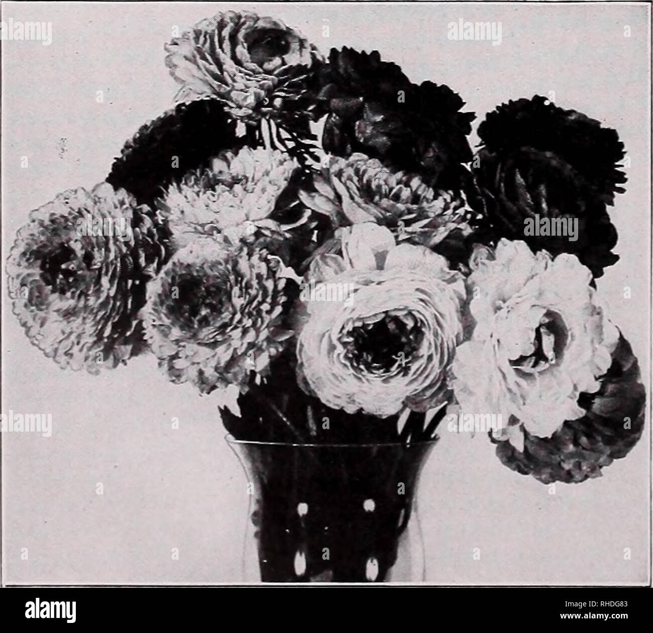 Book For Florists Flowers Seeds Catalogs Bulbs Plants Seedlings Catalogs Vegetables Seeds Catalogs Trees Seeds Catalogs Horticulture Equipment And Supplies Catalogs Vaughan S Seed Store Chicago And New York Book For Florists