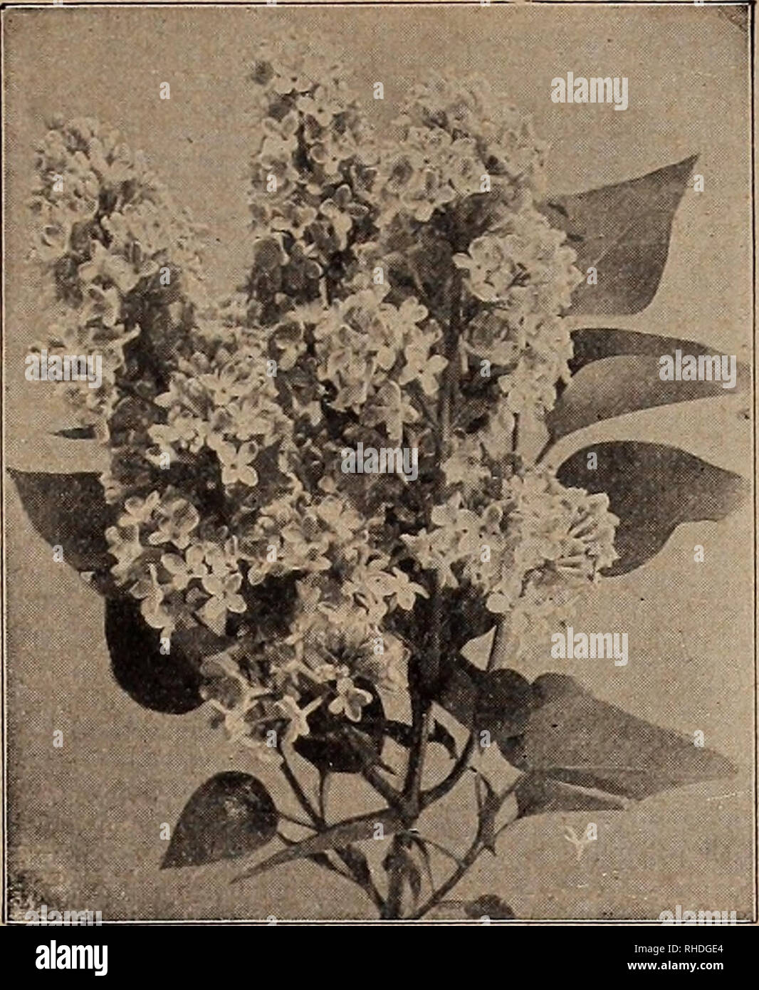 . Book for florists. Flowers Seeds Catalogs; Bulbs (Plants) Seedlings Catalogs; Vegetables Seeds Catalogs; Trees Seeds Catalogs; Horticulture Equipment and supplies Catalogs. SNOWBERRY (Symphoricarpos Racemosus} ORNAMENTAL AND FLOWERING SHRUBS—Continued PYRACANTHA Coccinea Lalandi (Laland Firethorn), Each 15 to 18 in. B &amp; B $1.00 RHAMNUS Cathartica (Buck Thorn). 3 to 4 ft 30 4 to 5 ft 35 Frangula. 3 to 4 ft 30 4 to 5 ft 40 RHODOTYPOS Kerrioides. 2 to 3 ft 40 3 to 4 ft 50 RHUS Canadensis. 18 to 24 in 50 2 to 3 ft 60 Cotinus. 3 to 4 ft 1.00 Typhina Laciniata (Cut-leaved). 3 to 4 ft 40 4 to 5 Stock Photo