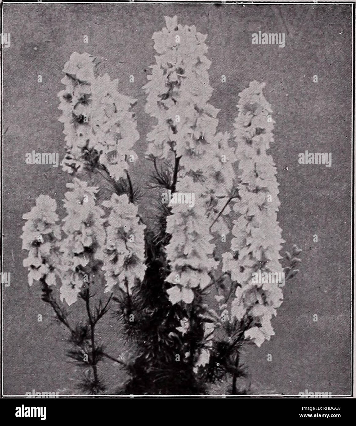 . Book for florists. Flowers Seeds Catalogs; Bulbs (Plants) Seedlings Catalogs; Vegetables Seeds Catalogs; Trees Seeds Catalogs; Horticulture Equipment and supplies Catalogs. ¥&amp;u©2aAS§»§ sign© UTomig, &lt;sm:i 11 EXACUM Affine. Blue. Fine for pots and bas- Trade pkt. Oz. kets %, oz., $1.60; 1,000 seeds, $1.00 GERBERA Jamesonii Hybrids (Transvaal Daisy). The Daisy-like blossoms, 2 to 4 inches across, being borne on long stems, are unsurpassed as cut flow- ers. They are easily grown from seed and will ' commence flowering the first year. The colors in- clude a wilderness of tints, from pure  Stock Photo