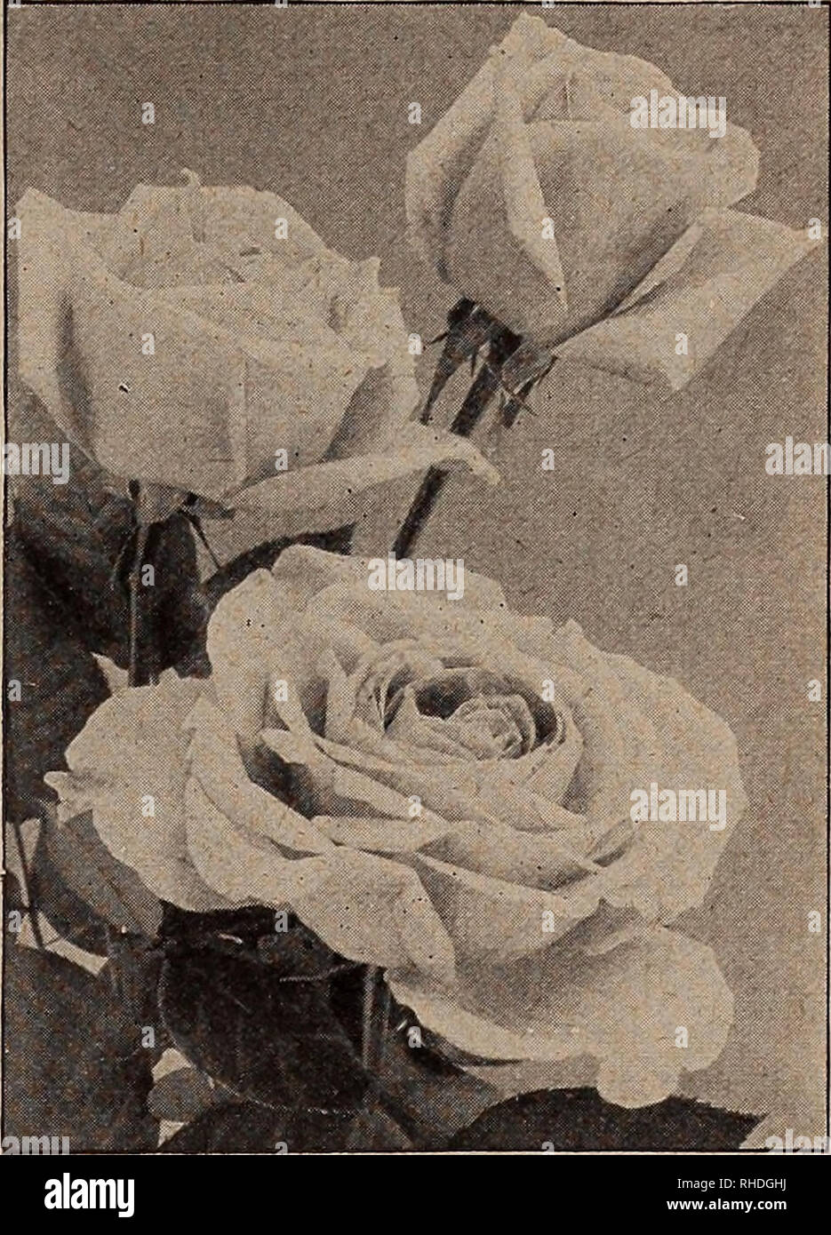Book For Florists Flowers Seeds Catalogs Bulbs Plants