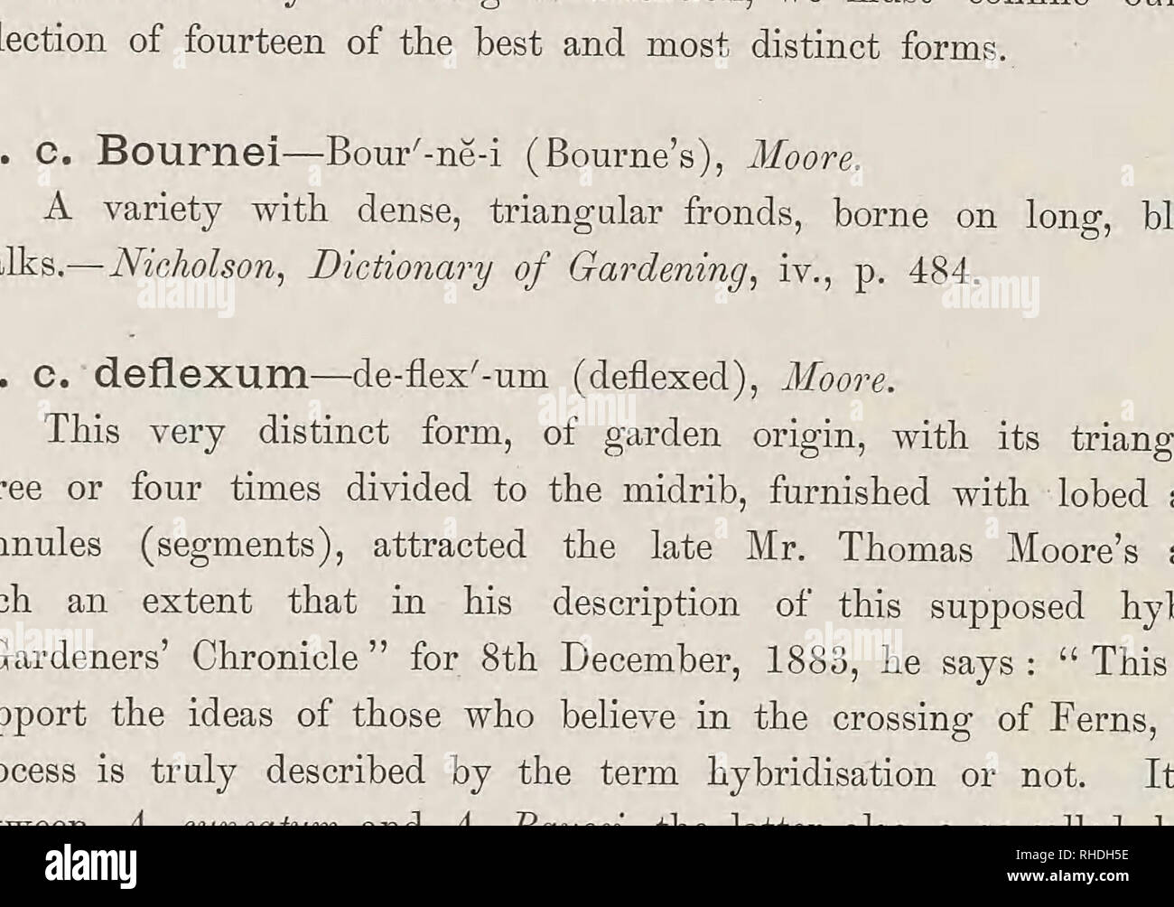 . The book of choice ferns for the garden, conservatory. and stove : describing and giving explicit cultural directions for the best and most striking ferns and selaginellas in cultivation. Illustrated with coloured plates amd numerous wood engravings. Identification; Ferns. ADIANTUM. 271 A. C. dissectum—dis-sec7-turn (dissected), Moore. A very pretty variety, of garden origin, with fronds shorter and more triangular than those of A. cuneatum, and furnished with pinnules (leafits) more deeply cut than in that species. It is also of more compact habit, but does not reproduce itself true from sp Stock Photo