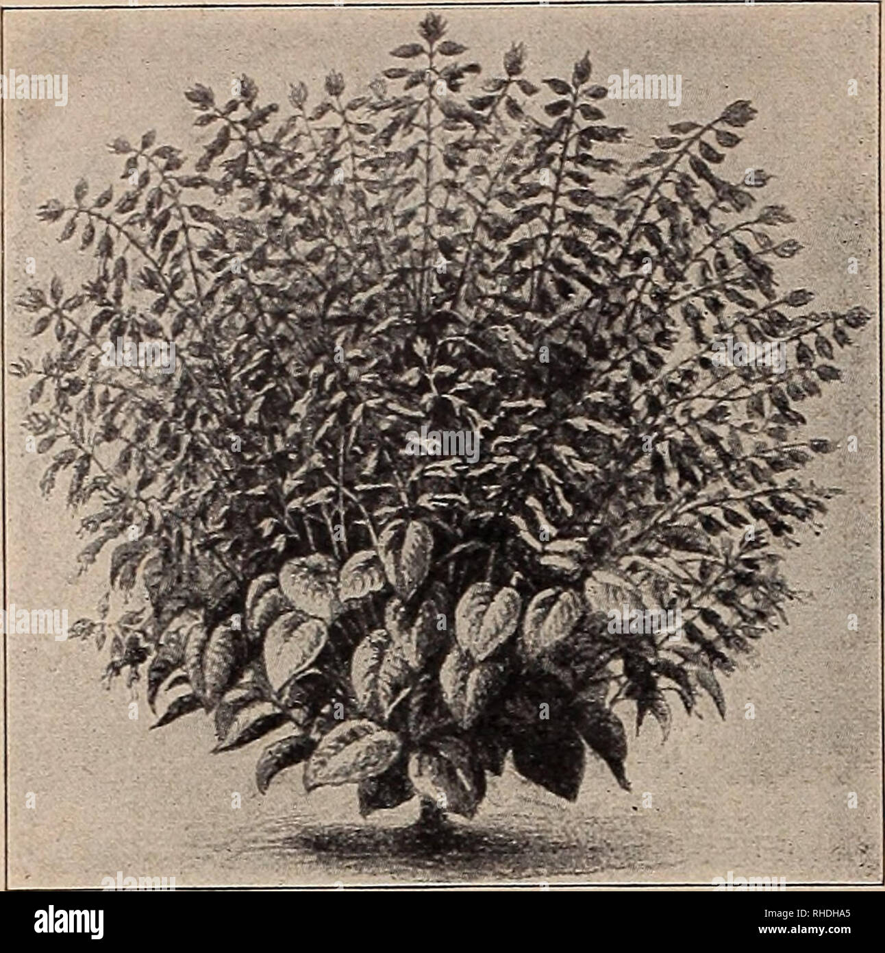 . Book for florists. Flowers Seeds Catalogs; Bulbs (Plants) Seedlings Catalogs; Vegetables Seeds Catalogs; Trees Seeds Catalogs; Horticulture Equipment and supplies Catalogs. Scabiosa SALVIA Splendcns, Fireball Trade pit. Oz. Eosa Polyantha Nana $0.20 $0.80 Eudbeckia Bicolor Superba. Large 10 Bicolor Superba, semi-plena 15 Saintpaulia Ionantlia. Charming deep blue flower- ing pot plant which blossoms in uninterrupted succession 100 .40 .80 Salpiglossis This family is illustrated in colors on the front our 1928 Illustrated Catalog. Large-Flowering. Mixed extra choice Superbissima (Emperor). Cri Stock Photo