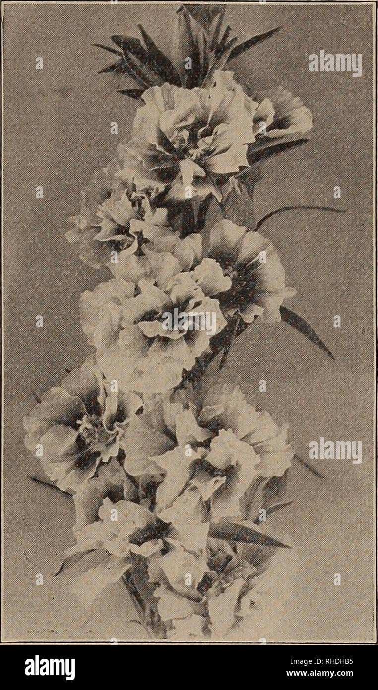 . Book for florists. Flowers Seeds Catalogs; Bulbs (Plants) Seedlings Catalogs; Vegetables Seeds Catalogs; Trees Seeds Catalogs; Horticulture Equipment and supplies Catalogs. gmmw) m'owm, &lt;sn2 mmw !?mim9 s©©is worn. w:±,©mig,m 15 Godetia Gladiolus-Flowered Double. The flowers are double and should be cut before fully opened. Do not use any fertilizer. 24 in. Carmine Rosy Morn (Deep Rose) Rose Mauve Trade pkt. Oz. Each of above % oz., 75c $0.35 The Bride. White and crimson, 24 in 15 Duchess of Albany. Satiny white, 16 in 15 Gloriosa. Glowing dark red, 10 in 15 Rosamunde. Bright carmine, 8 in Stock Photo