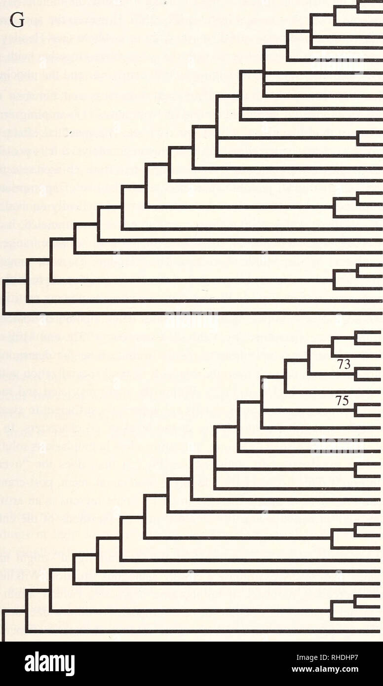 . Bonner zoologische Monographien. Zoology. 173. Hydrurga Ommatophoca Leptonychotes Erignathus Lobodon Pusa sibirica Histriophoca Pagophilus Pusa hispida Pusa caspica Phoca vitulina Cystophora Halichoerus Phoca largha Mirounga leonina Mirounga angustirostris Monachus monachus Monachus schauinslandi Monachus tropicalis Odobenus Lutra Zalophus Enhydra Mart es Procyon Urs us Canis Hydrurga Ommatophoca Leptonychotes Erignathus Lobodon Pusa sibirica Histriophoca Pagophilus Pusa hispida Pusa caspica Phoca vitulina Cystophora Halichoerus Phoca largha Mirounga leonina Mirounga angustirostris Monachus  Stock Photo