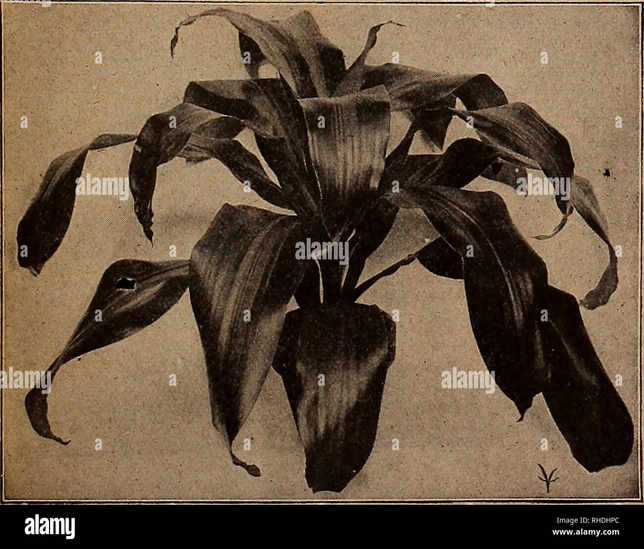 . Book for florists. Flowers Seeds Catalogs; Bulbs (Plants) Seedlings Catalogs; Trees Seeds Catalogs; Horticulture Equipment and supplies Catalogs. VAU&lt;ZHAN*8 SEED STORE, CHICAGO A3KT© 39 Greenhouse Plants- Continued Doz. LOBELIA—Bedding Queen. 2 H-inch $0.75 MARGUERITE, Chicago White. Pure white ray petals with small yellow cluster. 2J^-inch pots 75 Mrs. F. Sander. White 1.25 Mother's Favorite 1.00 ' Mother's Pearl (New). A perfect double white, very free flowering, blooming early and continuously. 2M-inch.. 1.25 PANSIES, Vaughan's International PENNISETUM Longistylum. Graceful purple plum Stock Photo