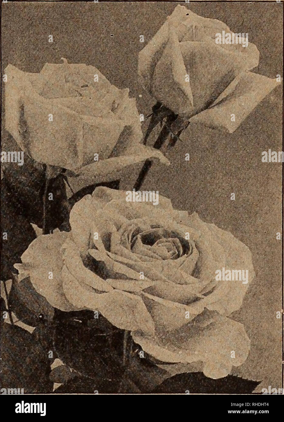 alamy