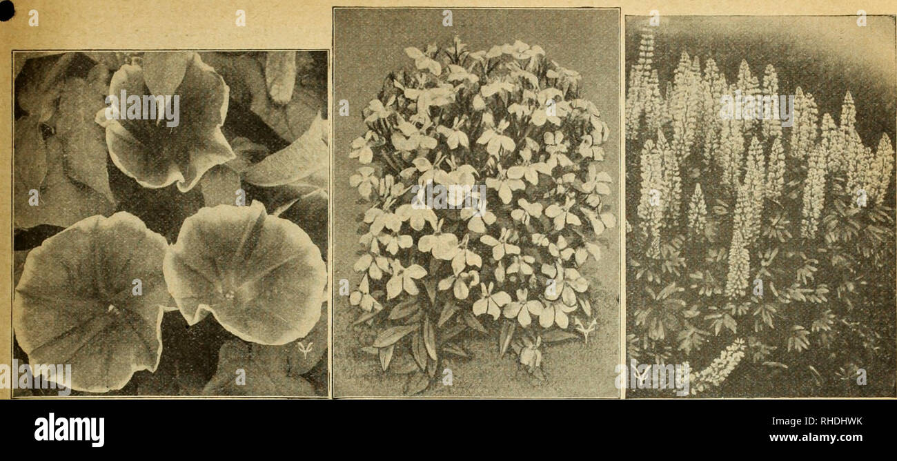 . Book for florists. Flowers Seeds Catalogs; Bulbs (Plants) Seedlings Catalogs; Vegetables Seeds Catalogs; Trees Seeds Catalogs; Horticulture Equipment and supplies Catalogs. BOOK insu^gs 33. IPOMOEA—Heavenly Blue LOBELIA—Bedding Queen LUPINUS Trade pkt. Oz. GreyHlea Robusta (Silk Oak) $0.20 $1.00 Gypsopliila Muralis, dwarf pink 10 .50 Elegans (Angel's Breath) white lb., $1.00 .05 .15 Rosea lb., $2.00 .10 .20 Grandiflora Alba, fine for cutting % lb., 45c; lb., $1.60 .15 Carminea, carmine lb., $2.80 .10 .25 Helianthus. See Sunflower. Heliclirysum Monstrosum fl. pi., double mixed 10 Silver Ball  Stock Photo