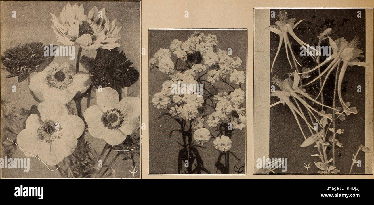 . Book for florists. Flowers Seeds Catalogs; Bulbs (Plants) Seedlings Catalogs; Trees Seeds Catalogs; Horticulture Equipment and supplies Catalogs. ANEMONE St. Brigid Hybrids ACHILLEA, The Pearl AQUILEGIA (Columbine) E1DS OF B3EHM3ALS AND HAEDY EEElMMIALf Many of the biennials and perennials are now as important to florists as Asters, Sweet Peas, Verbenas, etc., are among the annuals. Some can be forced, such as Delphinium, Canterbury Bells, etc., while many others sell as readily as Geraniums if grown in pots, not to speak of the cut-flower sorts, such as Coreopsis, Gypsophila, Chrysanthemum, Stock Photo