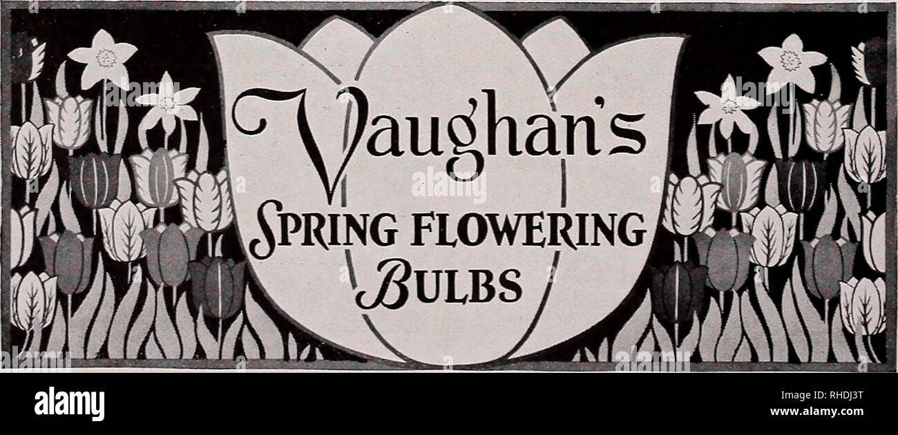 . Book for florists. Flowers Seeds Catalogs; Bulbs (Plants) Seedlings Catalogs; Vegetables Seeds Catalogs; Trees Seeds Catalogs; Horticulture Equipment and supplies Catalogs. *&amp;@8^ax®&amp;£$!&amp;&amp;ft 5^4' r^V cryaughan,s Spring Flowering Bulb* For Autumn Trade 500 Darwin Tulips and Display Box Delivered After Sept. 15, 1930. Orders for 1931 accepted at open price. $ 15 Tulip Display Box Holding 500 Bulbs, 50 each of 10 Named Varieties Retails for $30.00. F. O. B. CHICAGO OR NEW YORK Sell Vaughan's Famous Bulbs From Our Beautiful Displays FOR 54 years we have been the source of supply f Stock Photo